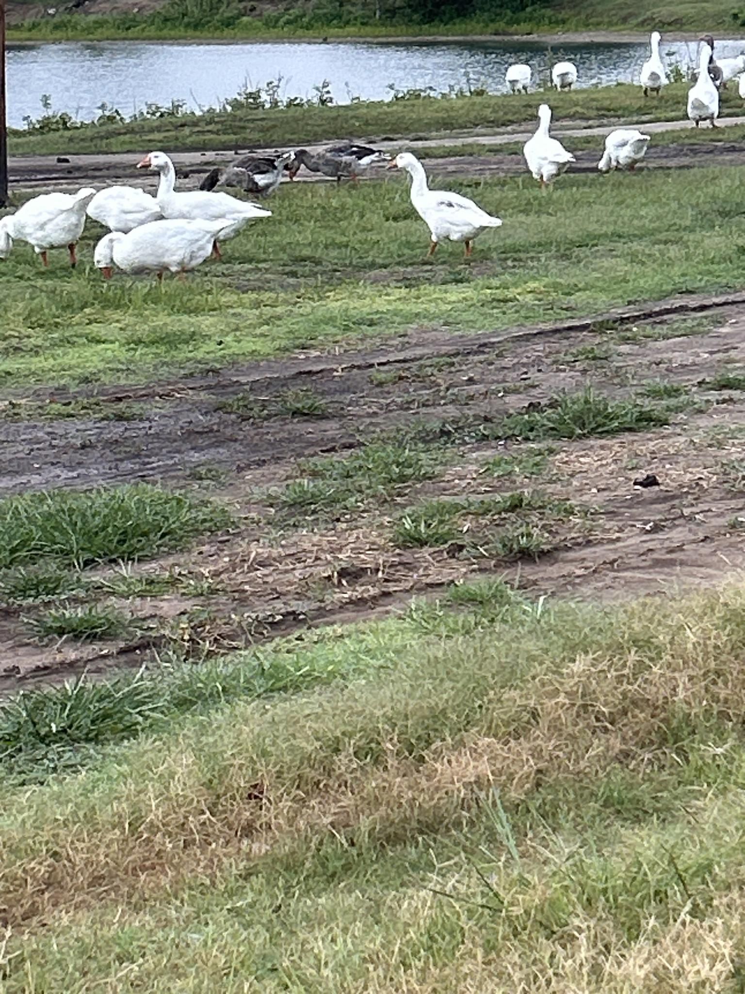 White geese grazing on muddy grass near a calm body of water. - MCT Nature Trail