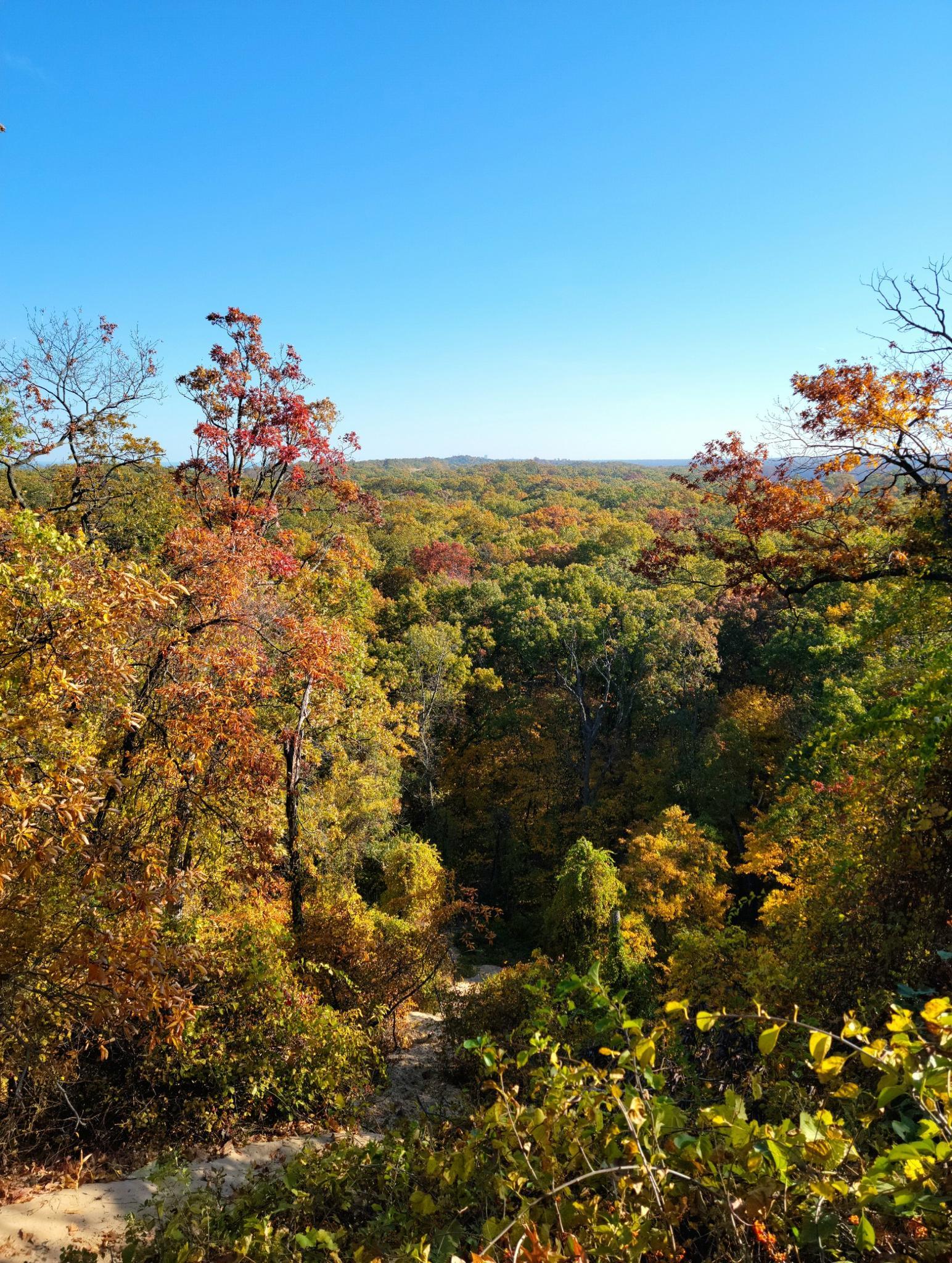 Expansive autumn forest landscape under a clear blue sky.