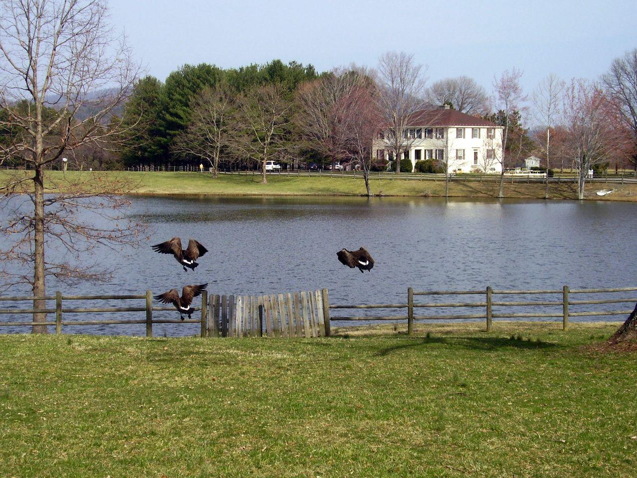 Three large birds fly low over a wooden fence near a calm pond.