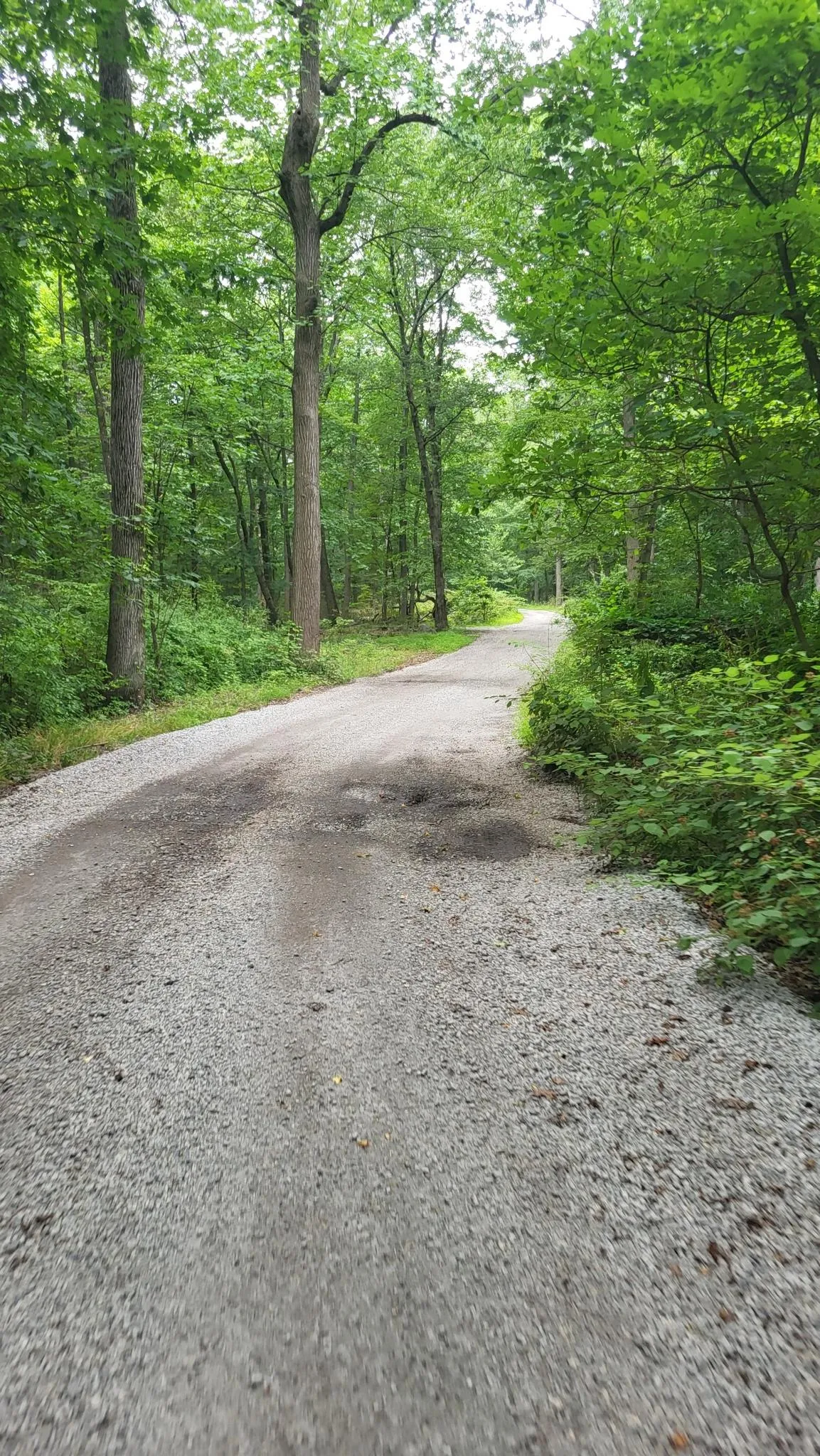 A winding gravel road through a dense, vibrant green forest. - Tenafly Nature Center loop