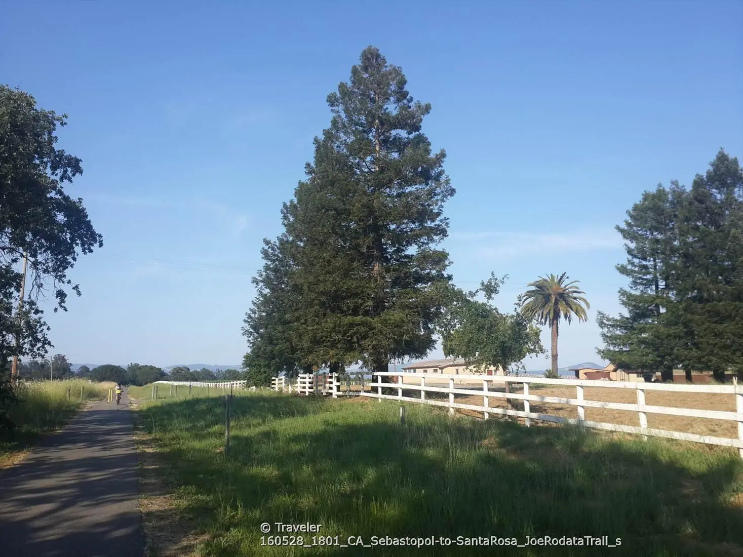 Paved path alongside a white fence and tall trees under bright sky.
