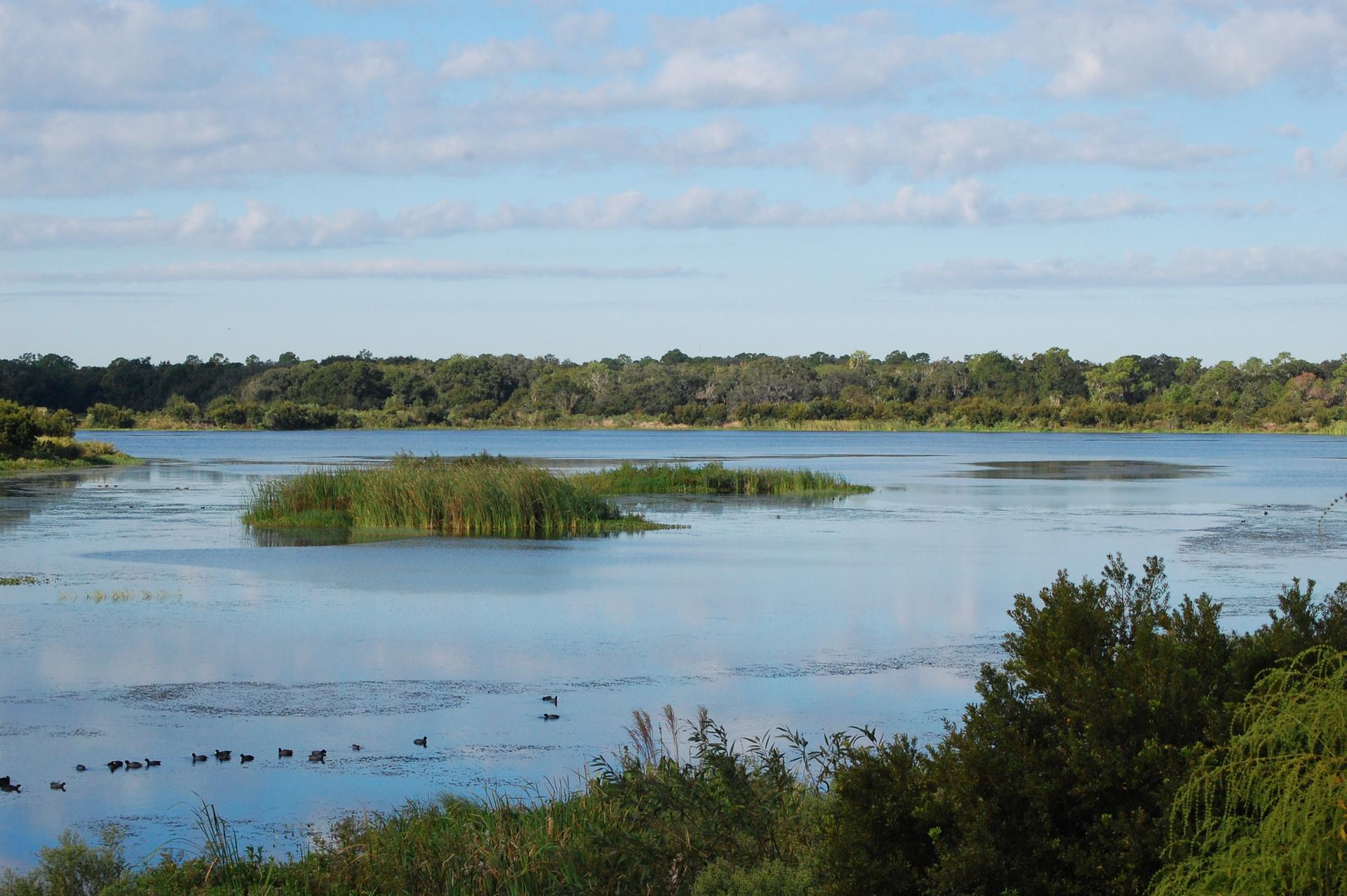 Expansive lake with reedy islands, ducks, and a distant treeline.