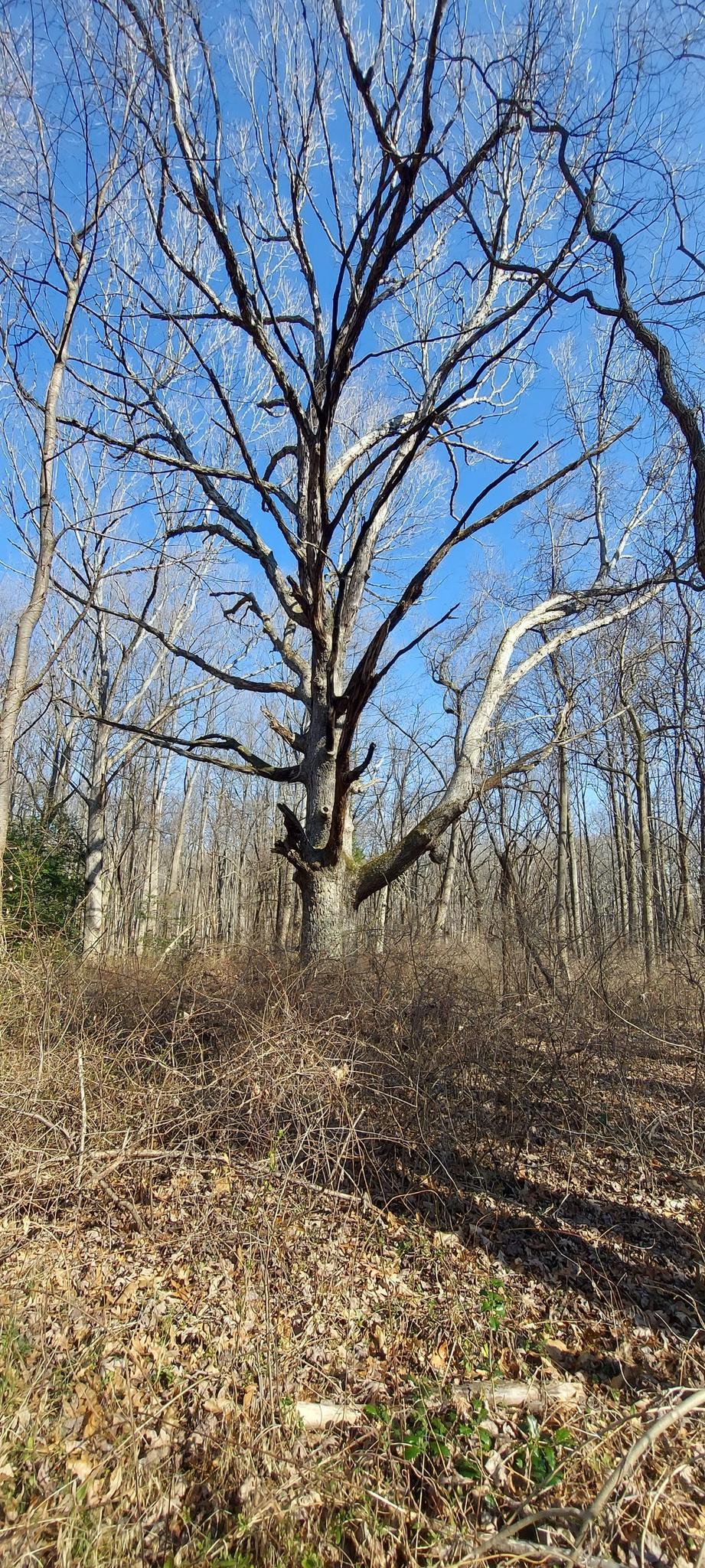 Tall, bare tree with many branches against a clear blue sky.