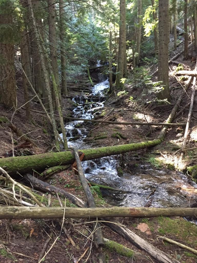A rocky stream cascades through a sun-dappled forest with fallen logs.