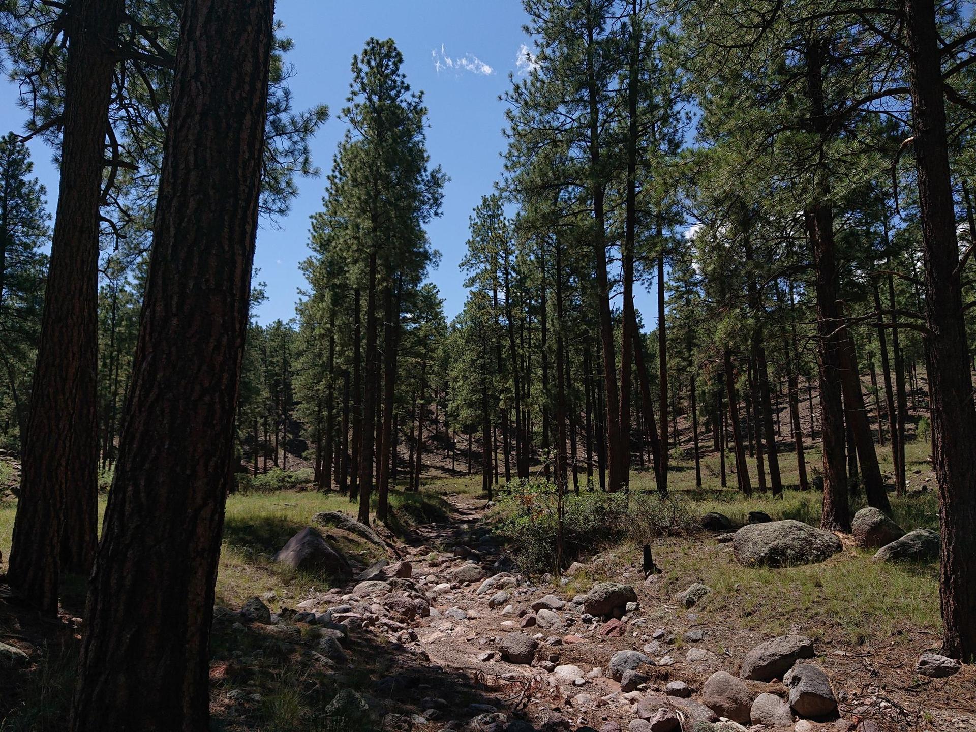 Tall pine trees flank a rocky, dry path under a bright blue sky.