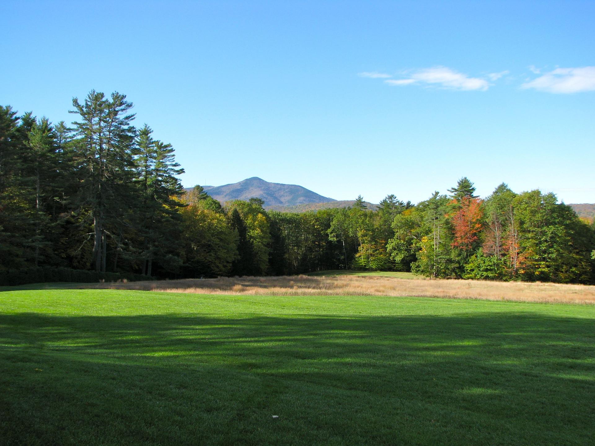 Sunny green field leads to a forest and distant mountain under blue sky.