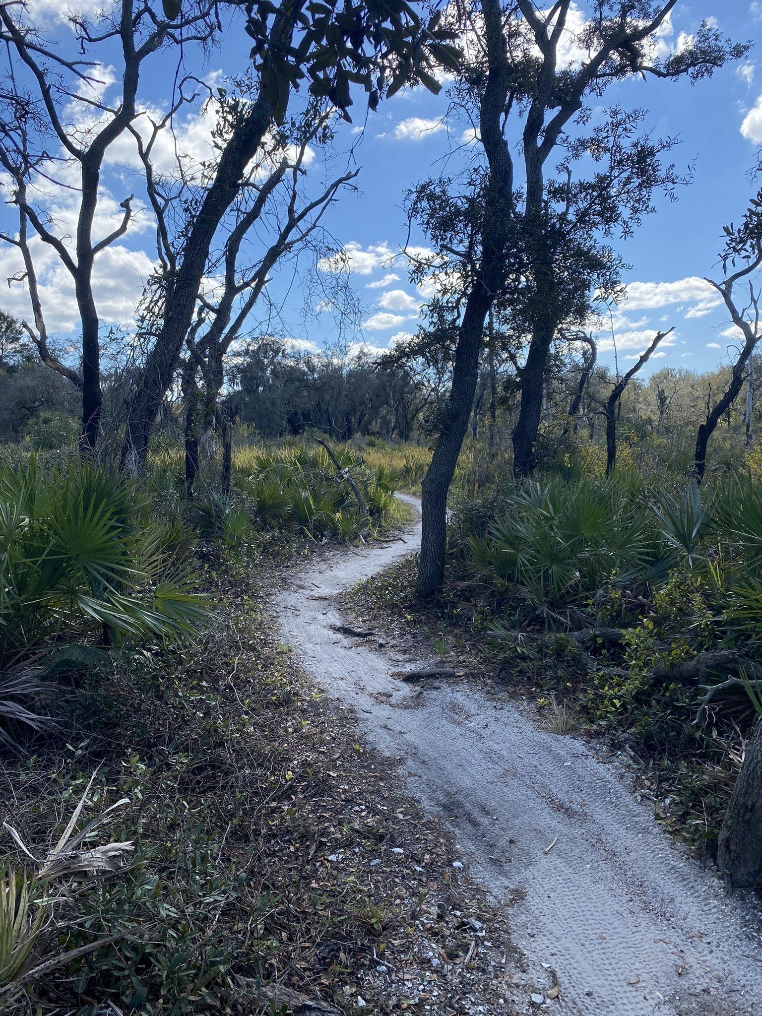 A winding dirt path through sunny, sparse woods with palmettos.