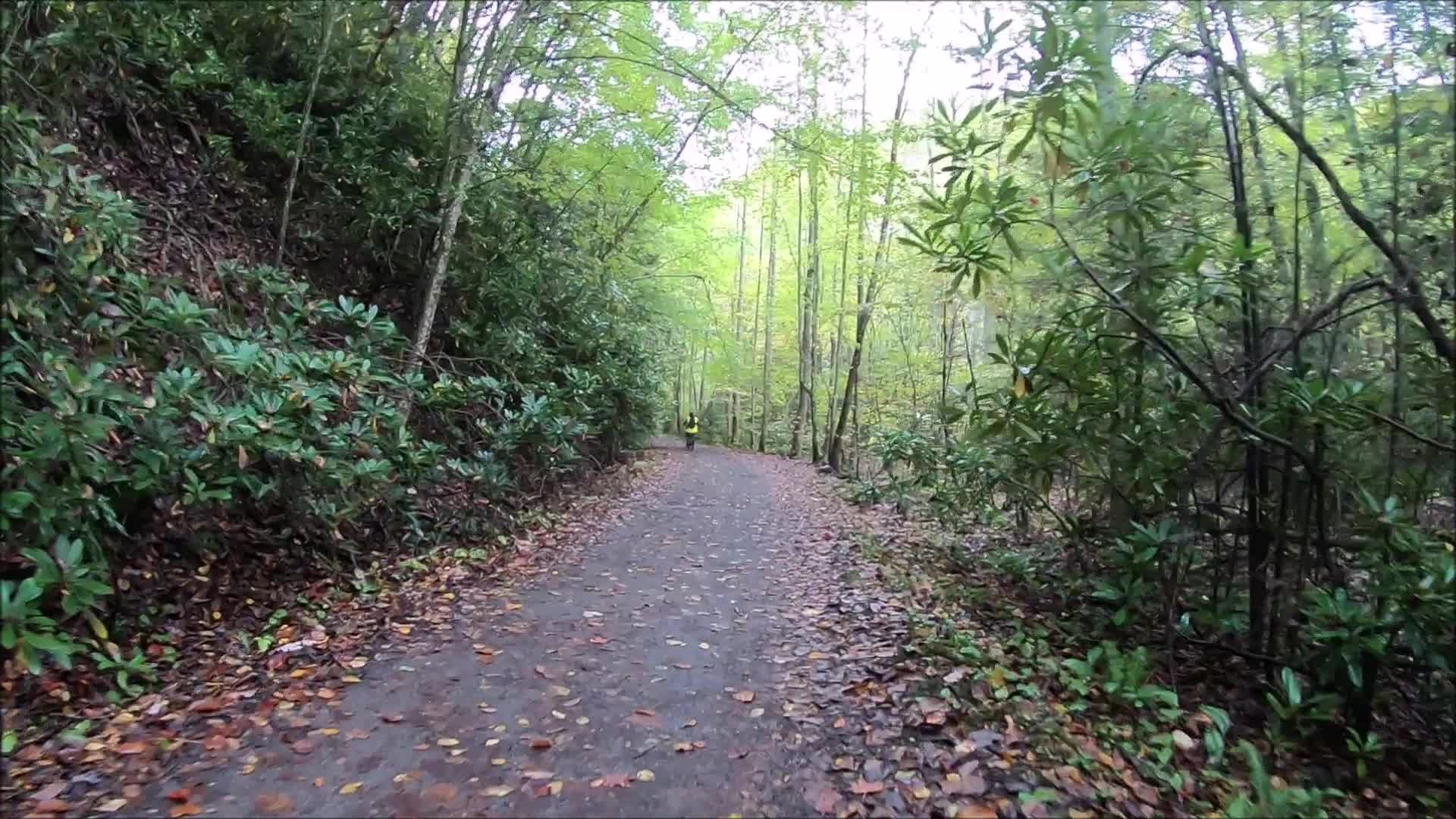 A person walks on a leaf-strewn path through a lush, green forest. - Virginia Creeper Trail