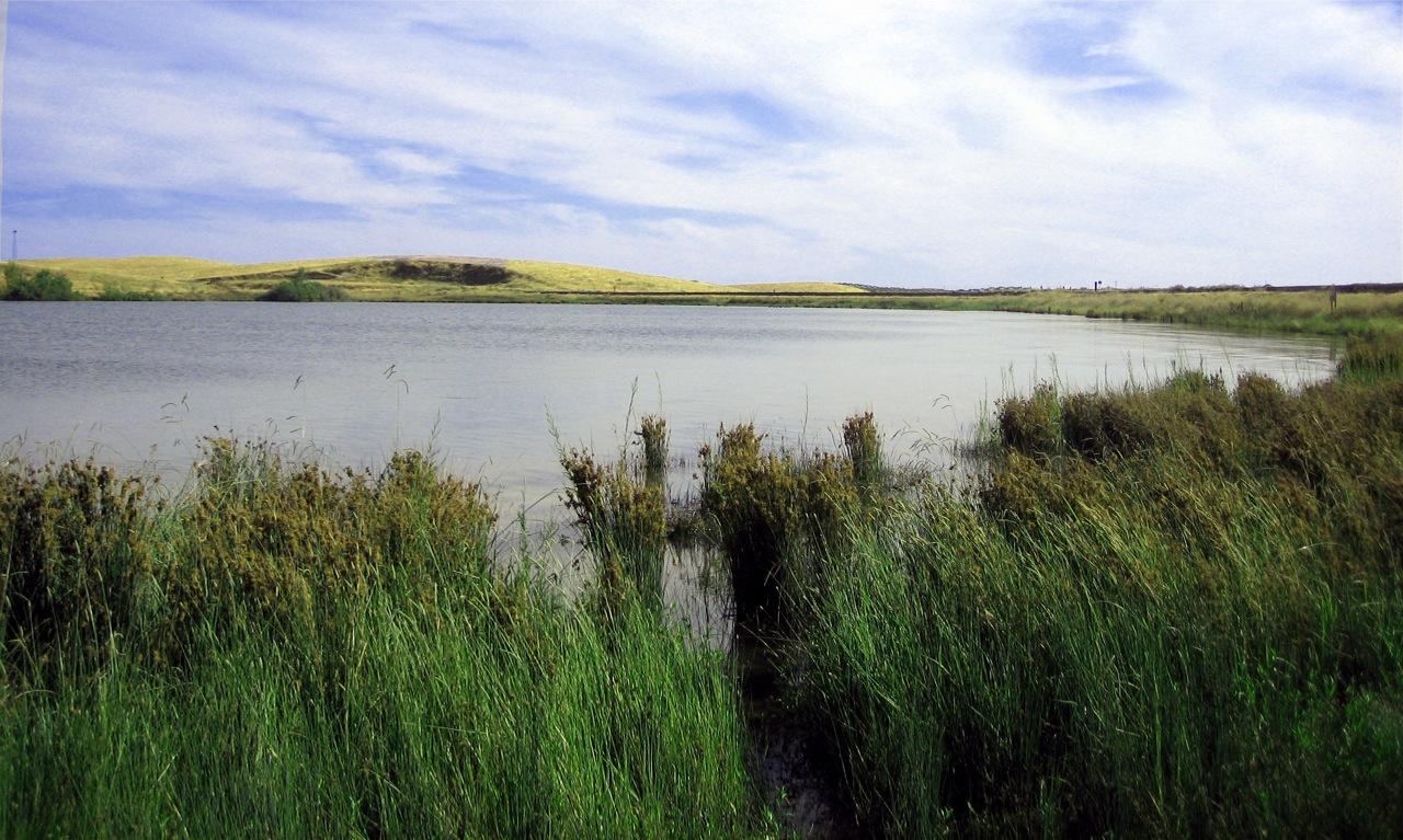A serene lake with tall green reeds under a partly cloudy sky.