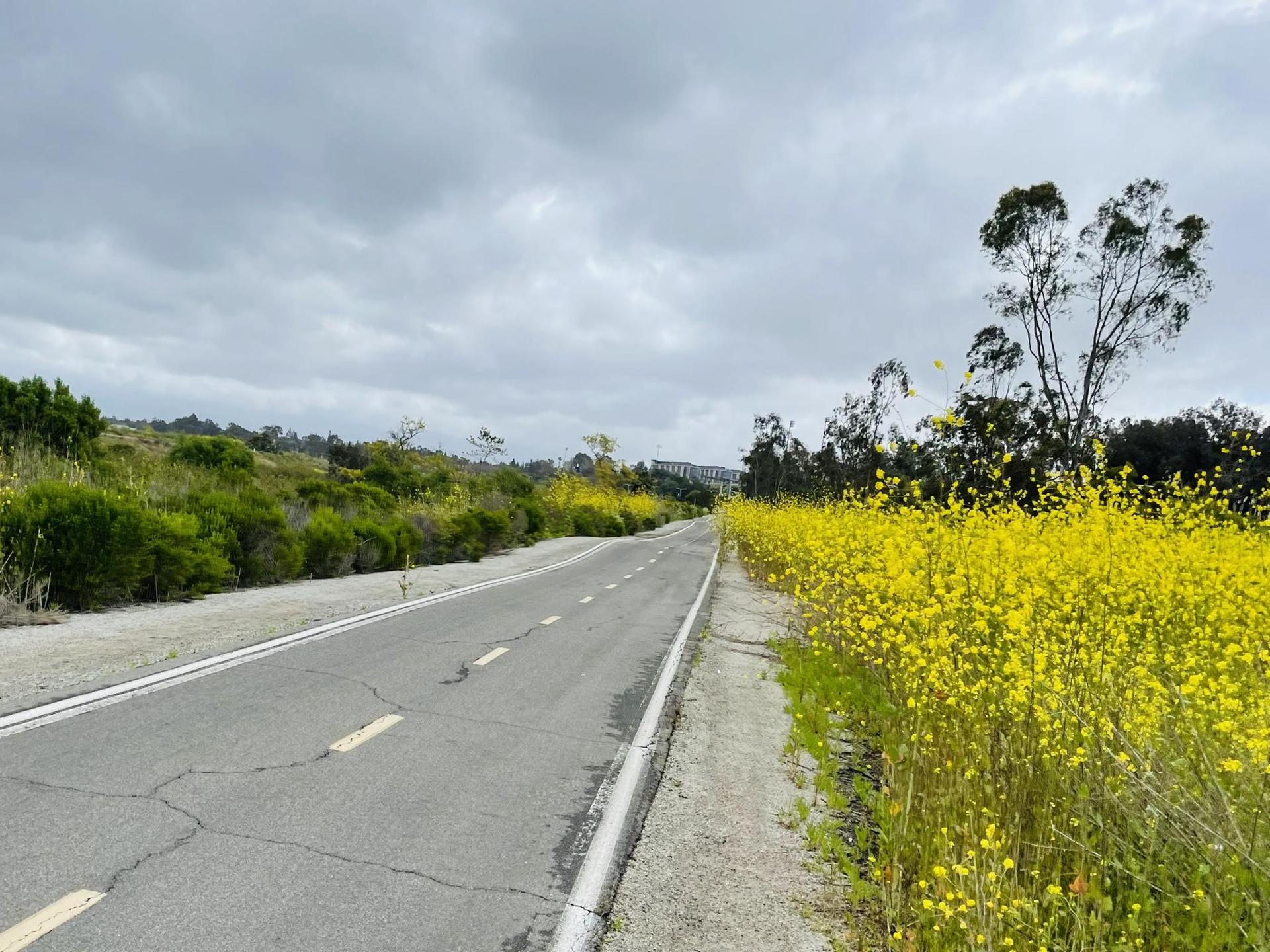 Paved road bordered by vibrant yellow wildflowers and green bushes under a cloudy sky.