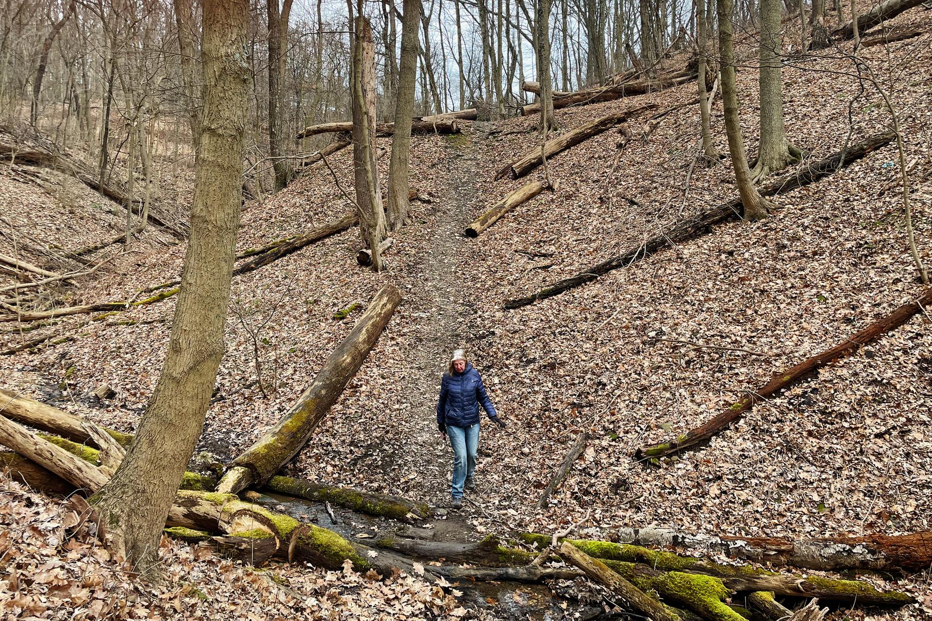 Person walking uphill on a leaf-strewn forest path with many fallen logs.