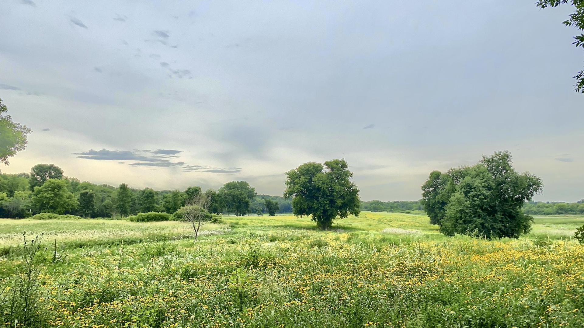 Grassy field with yellow wildflowers and scattered trees under an overcast sky.