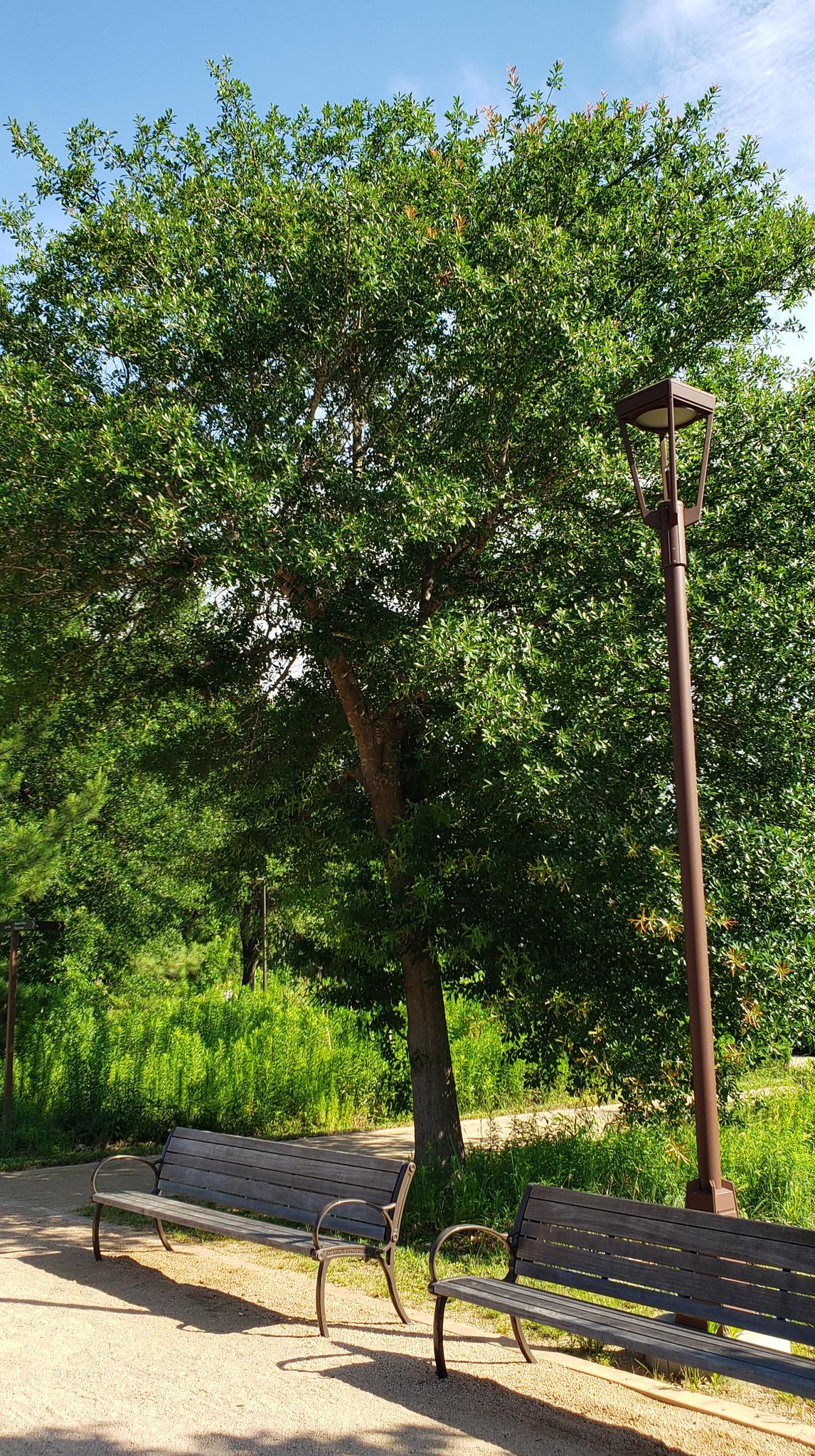 Two empty park benches under a large tree and street lamp.