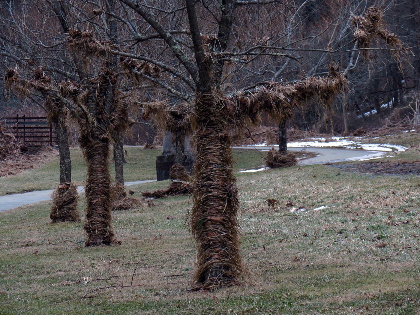 Bare trees wrapped in straw stand in a grassy field with a winding path.