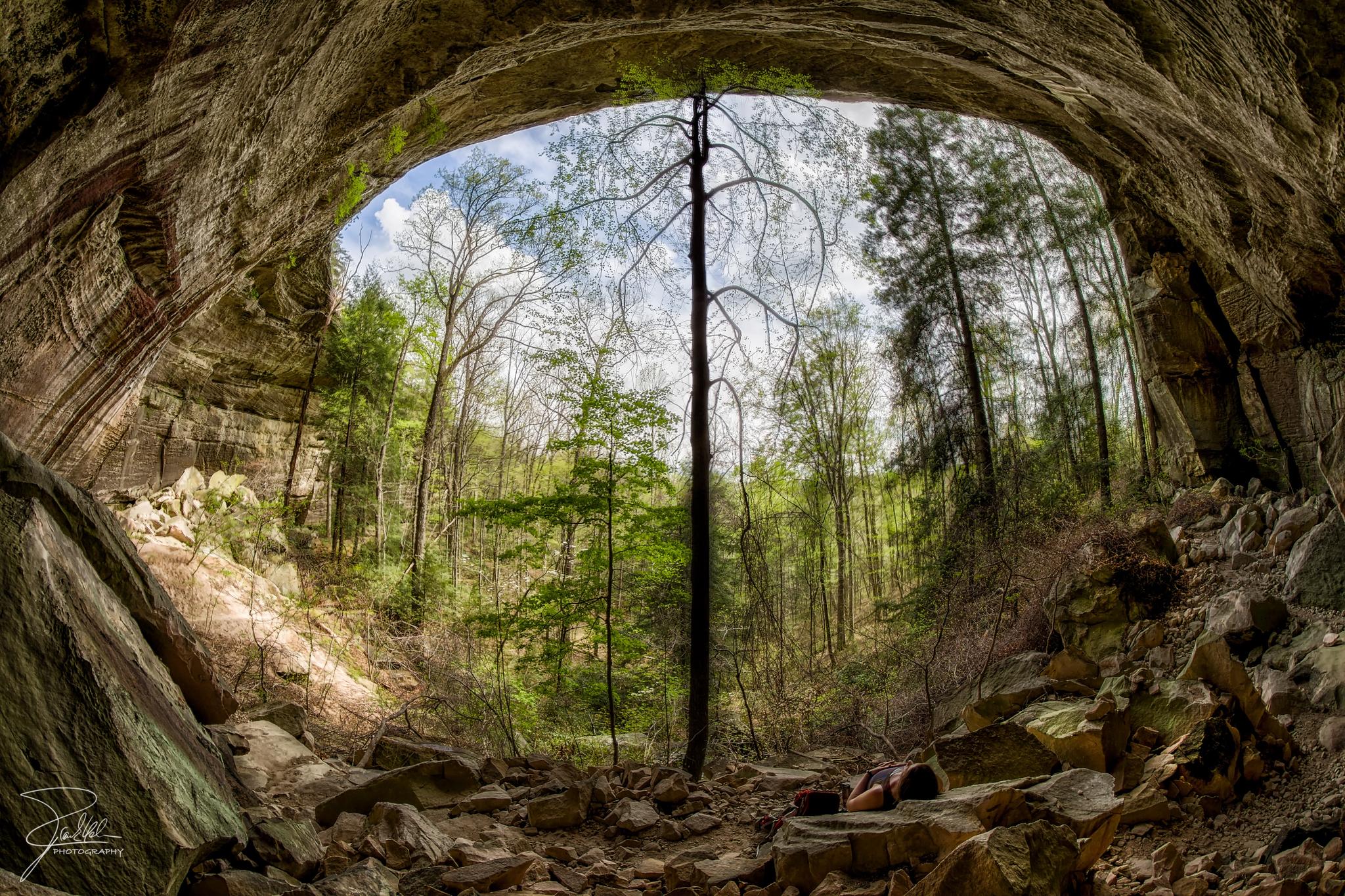 View from a large rock shelter looking out to a tall tree and green forest.