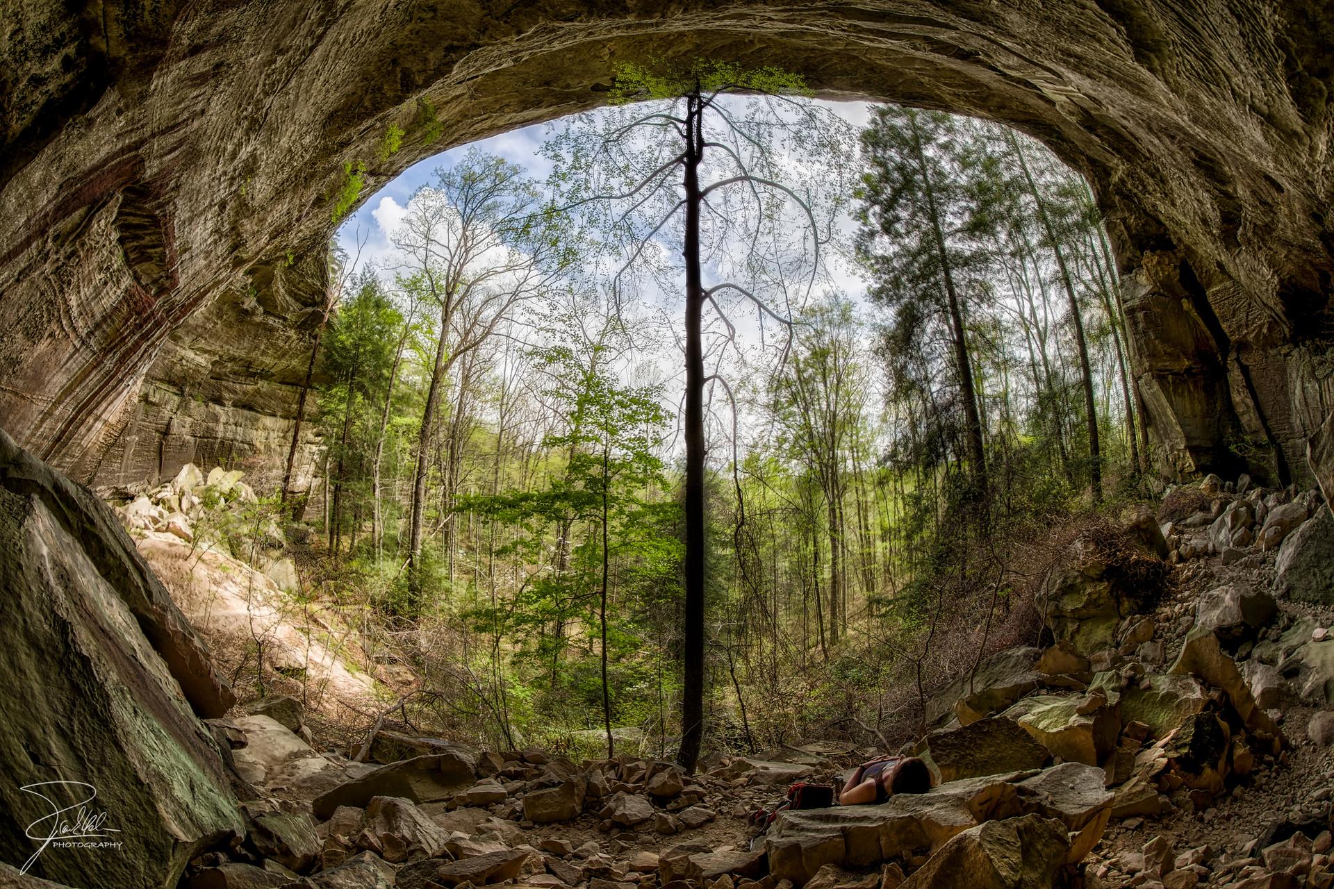 View from a large rock shelter looking out to a tall tree and green forest.
