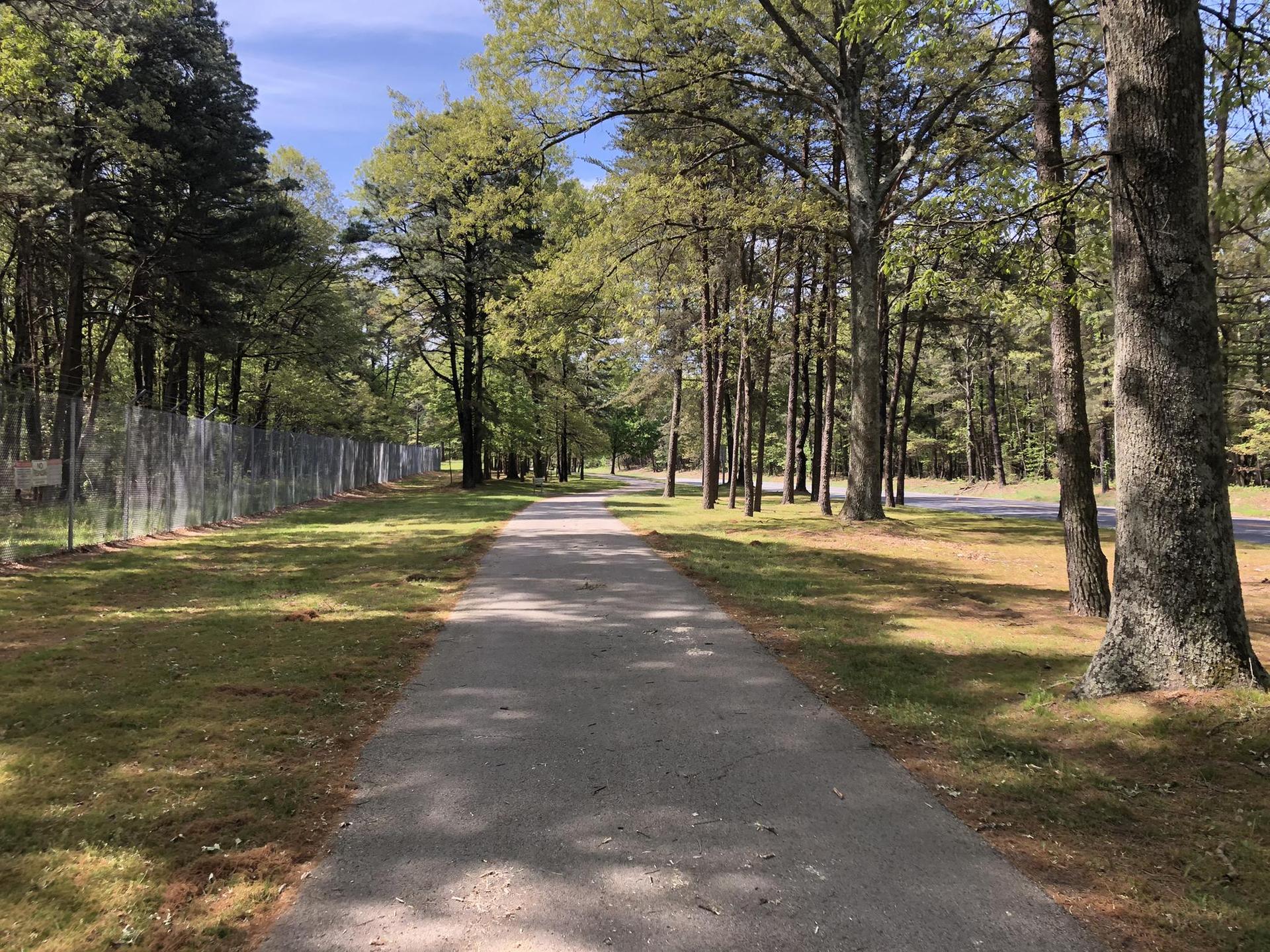 Paved path through a sunny forest with tall trees and green grass.