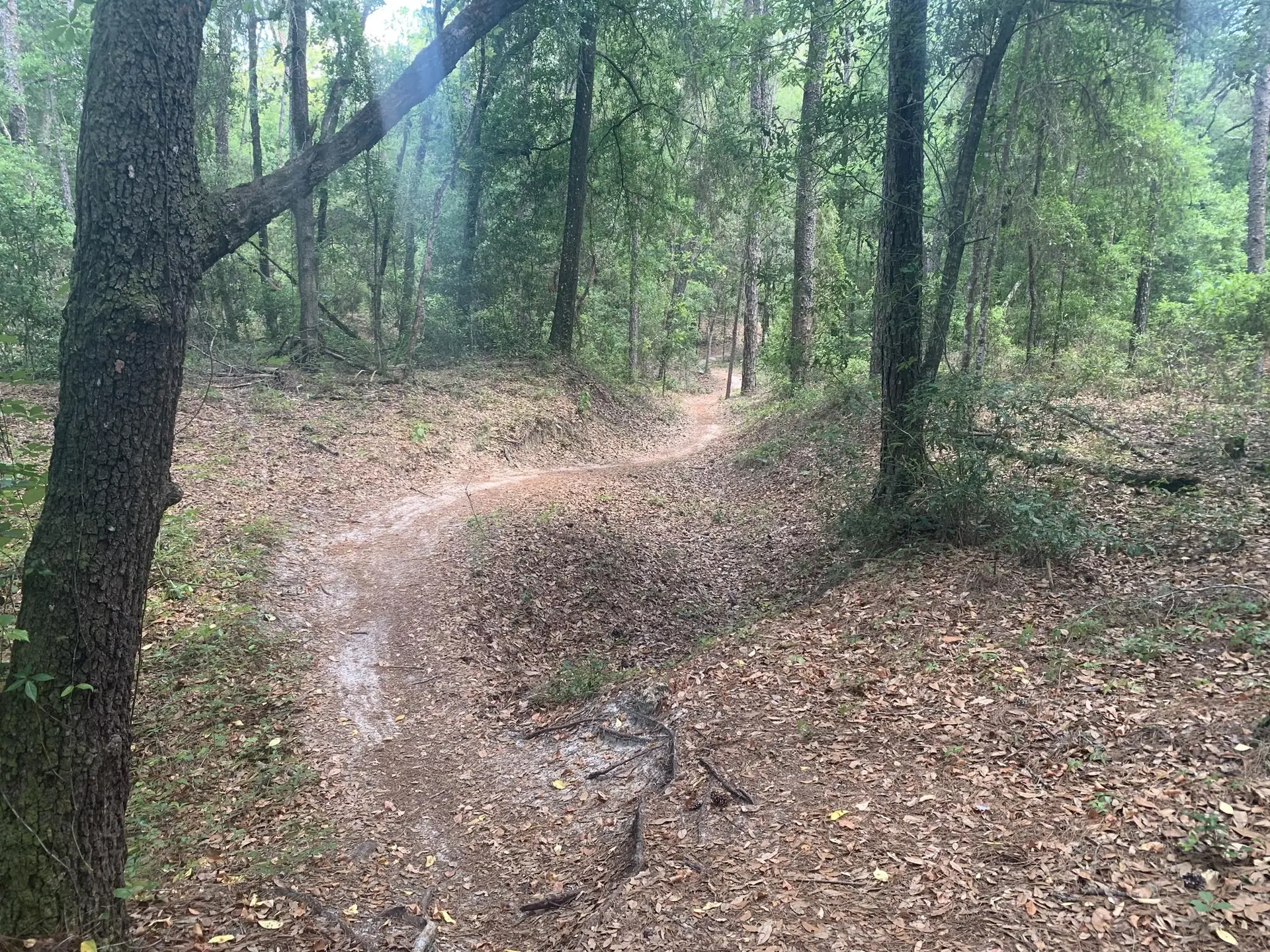 A winding dirt trail through a forest with fallen leaves and dappled light.