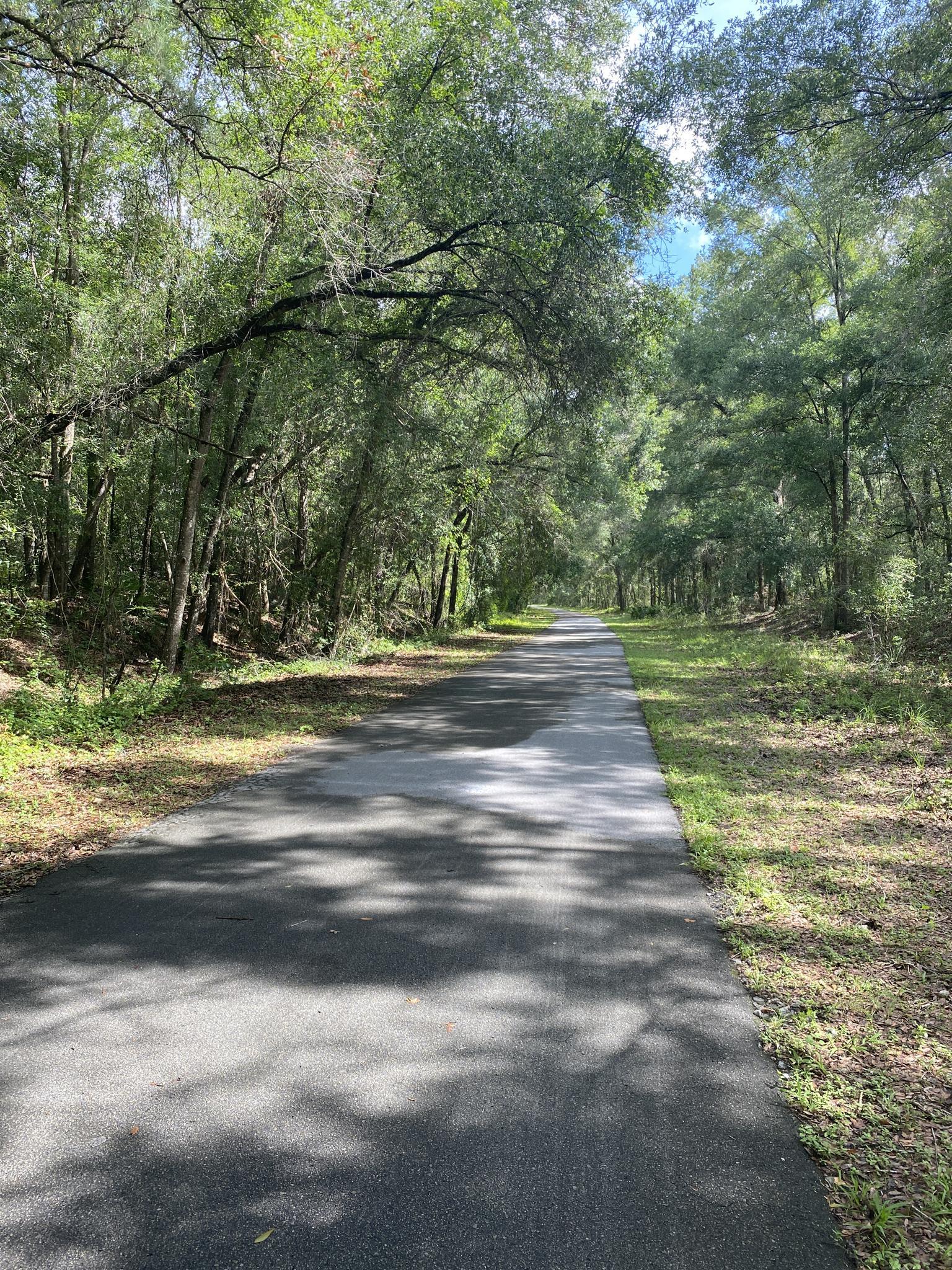 A paved path stretches through a sun-dappled forest on a bright day.