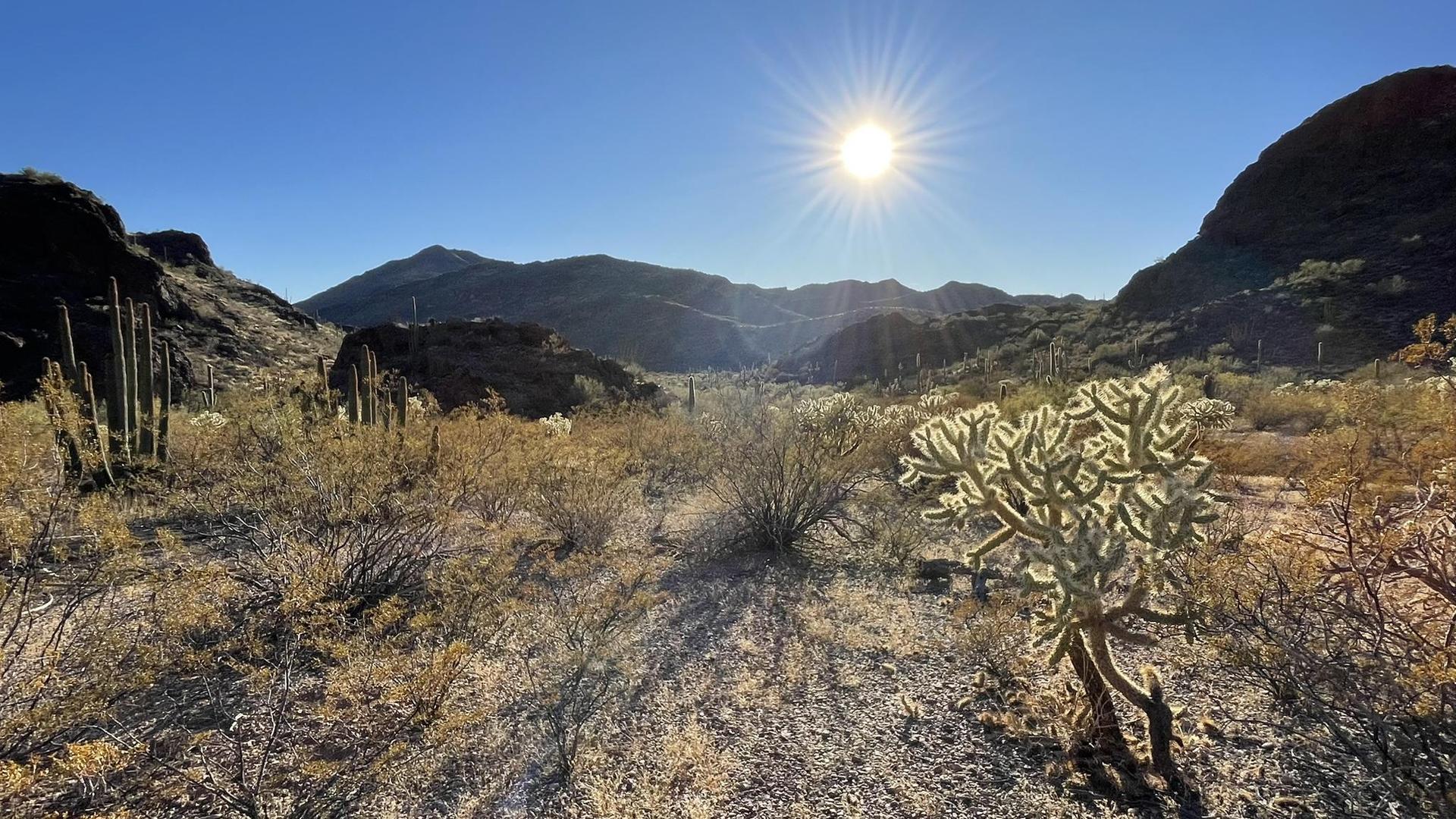 Sunny desert landscape with cholla cactus, mountains, and bright sun overhead.
