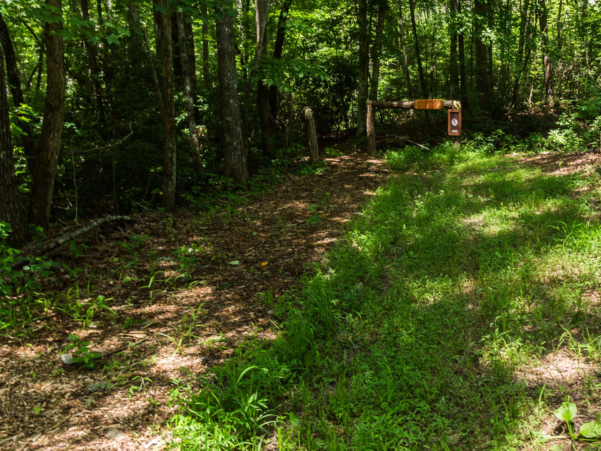 Dappled sunlight illuminates a fork in a forest path with a wooden sign. - Appalachian Lumber Trail