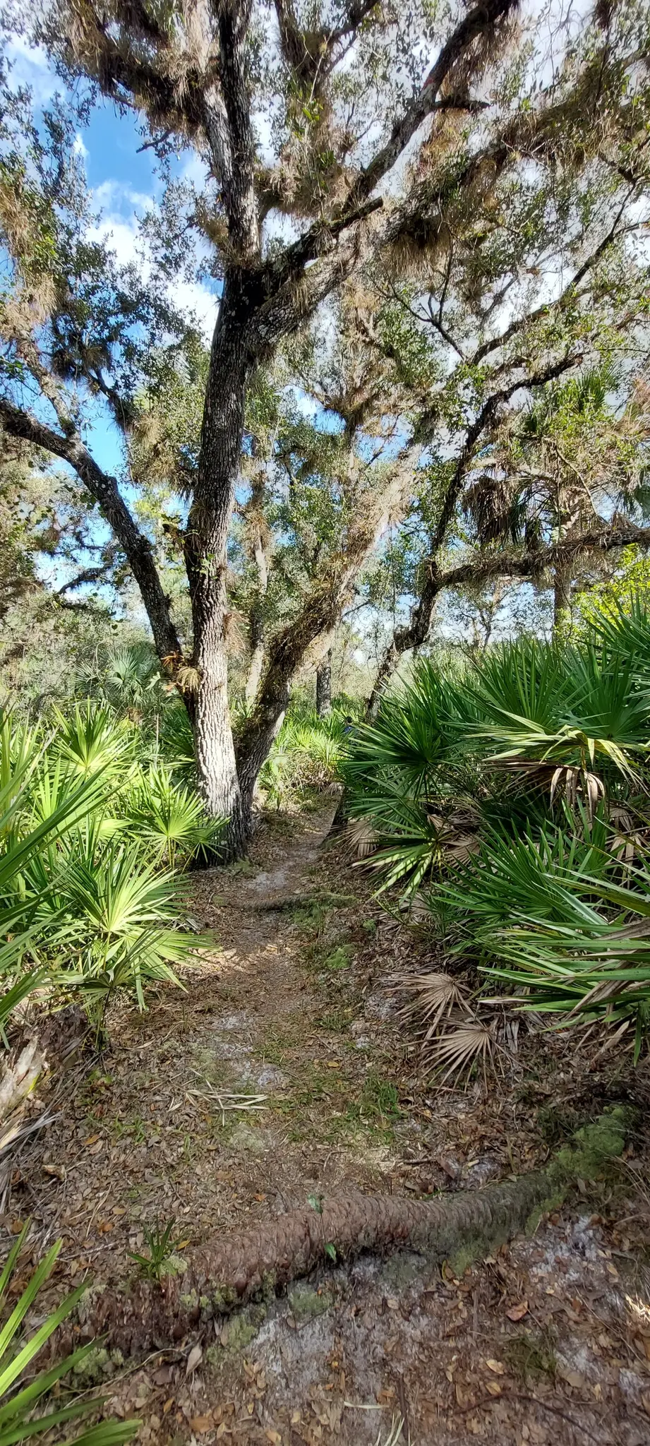 Dirt path through dense palmetto plants and moss-draped trees.