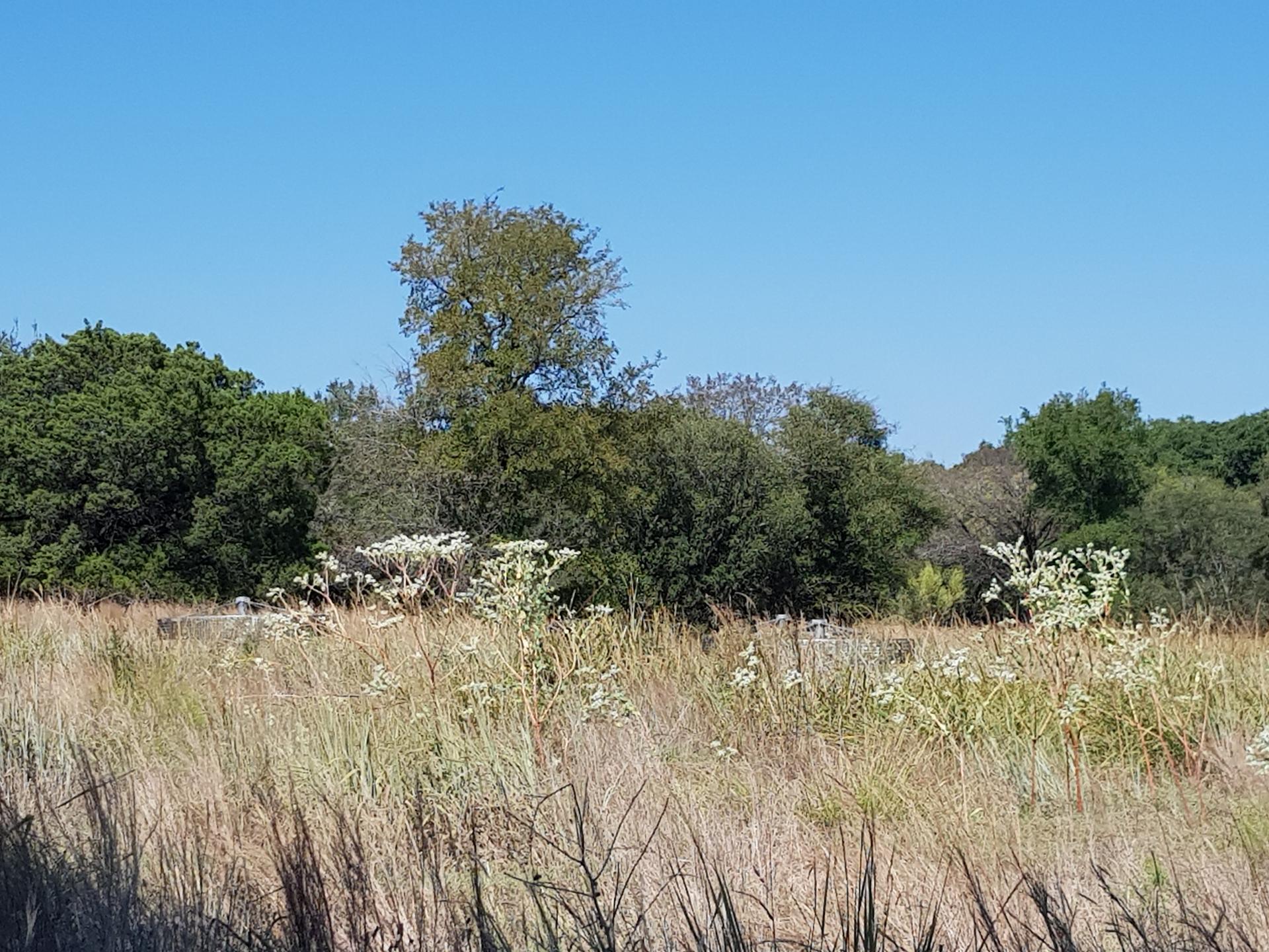 A field of dry grass and white wildflowers under a clear blue sky.
