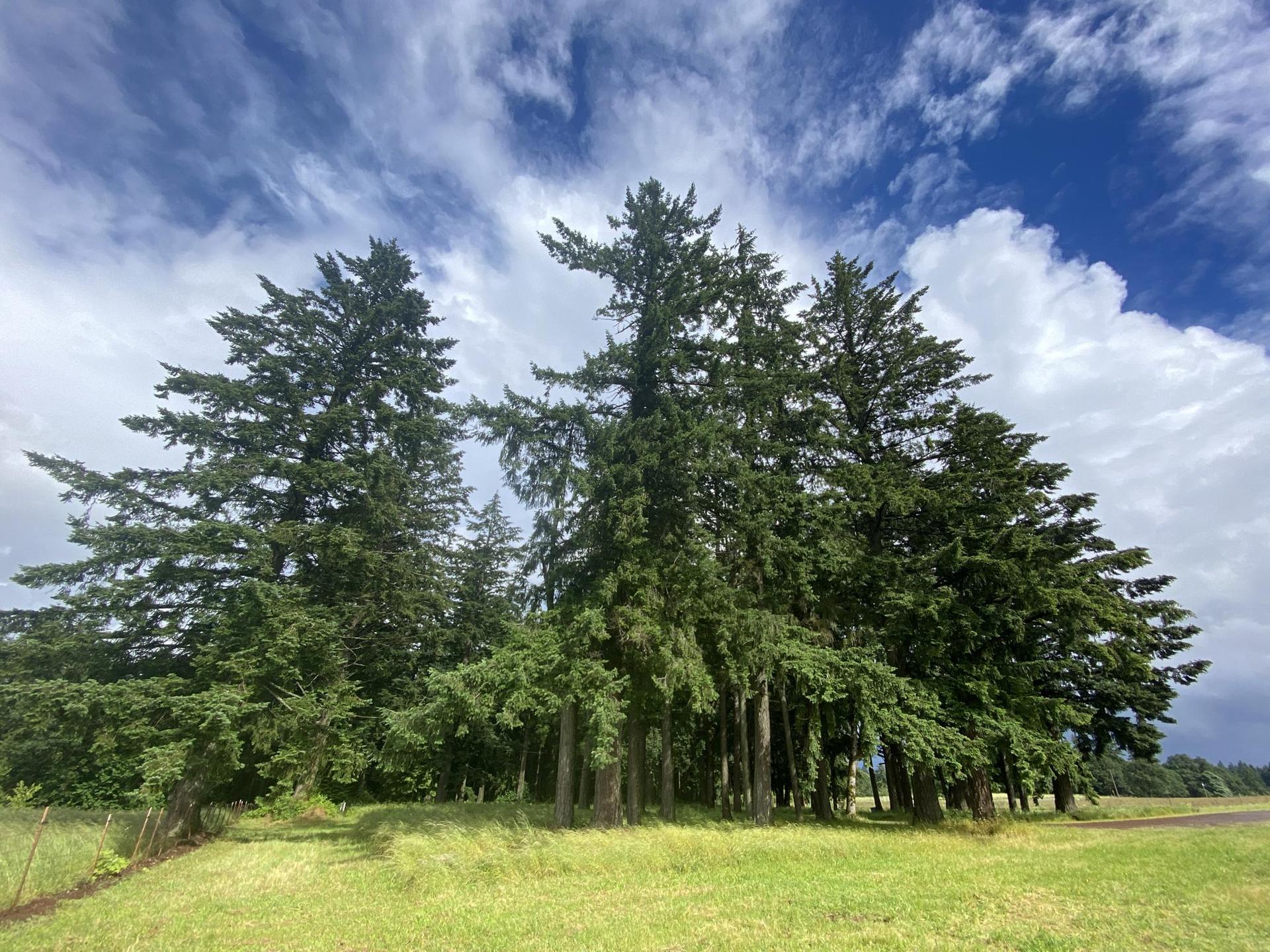 Tall evergreen trees stand against a bright, partly cloudy blue sky.