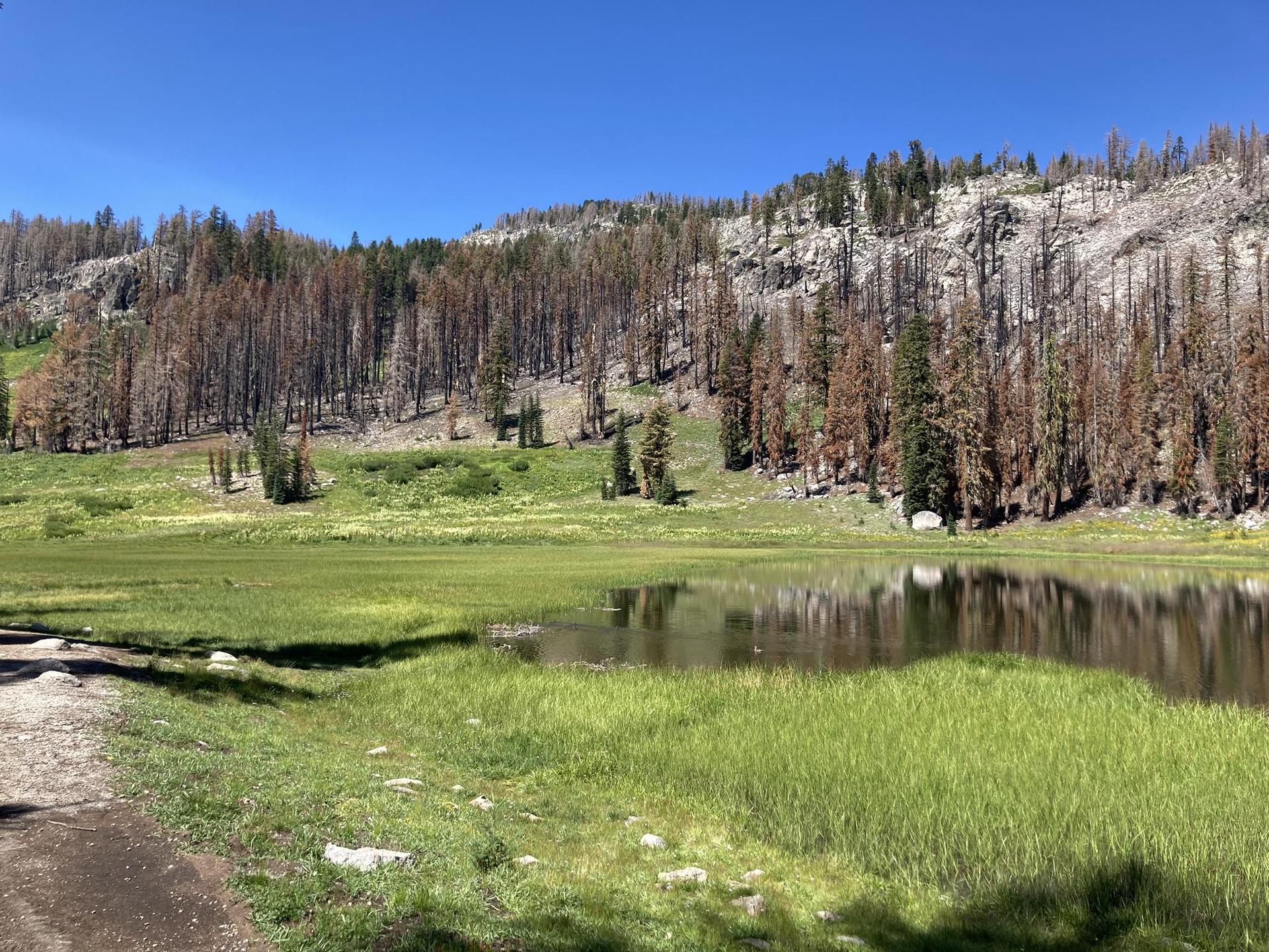 Calm lake reflecting a hillside of burnt trees and green grass.