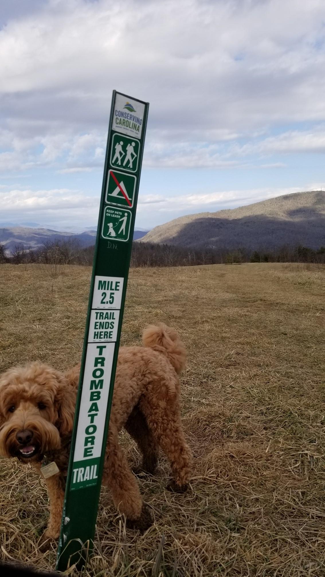 A fluffy brown dog stands by a trail sign in a grassy field.