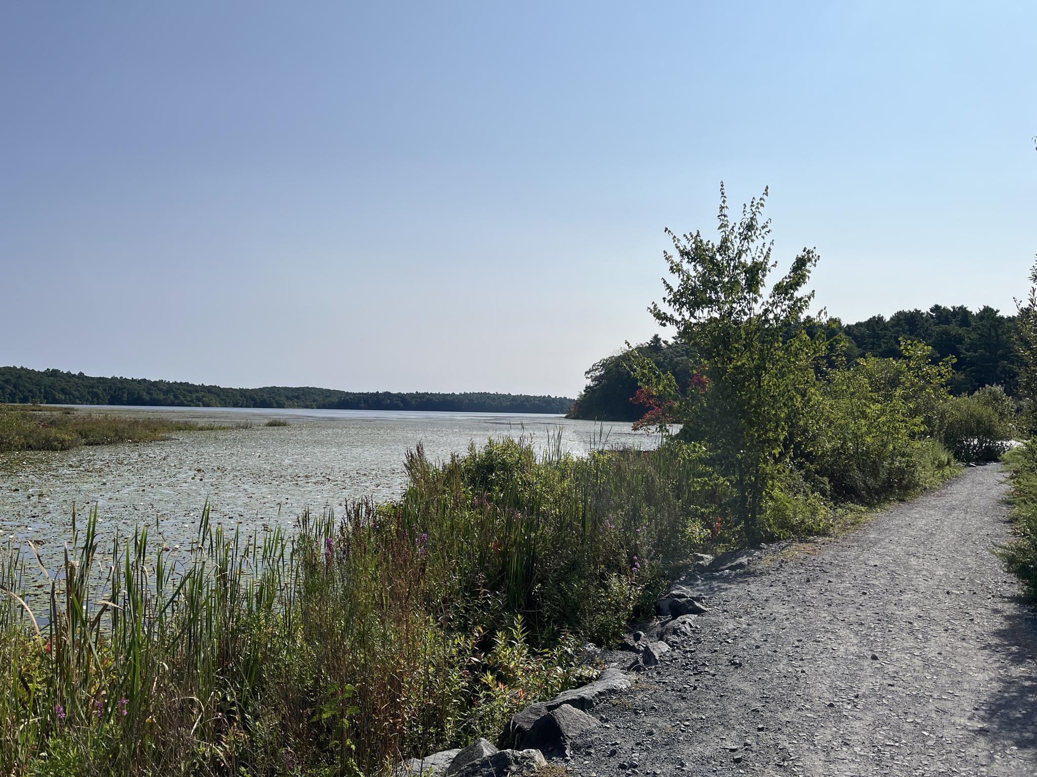 Gravel path beside a wide, vegetation-covered lake under a clear sky.