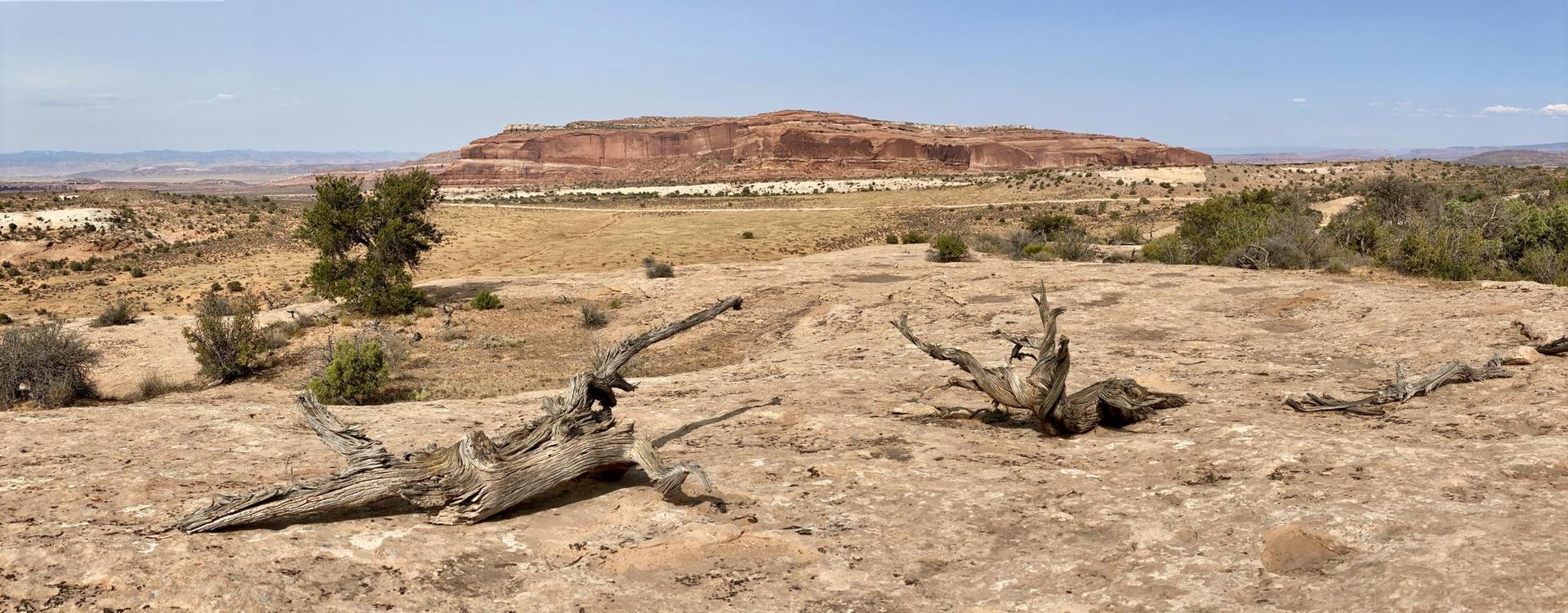 Dead tree trunks in a sunny, arid landscape with a distant red mesa.