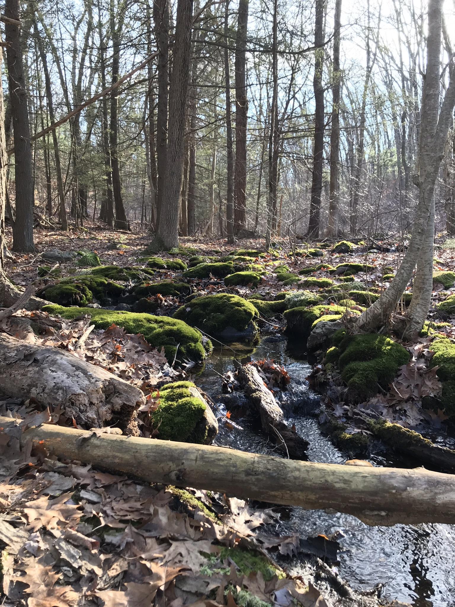 Stream flowing through a mossy forest floor with bare trees in sunlight.