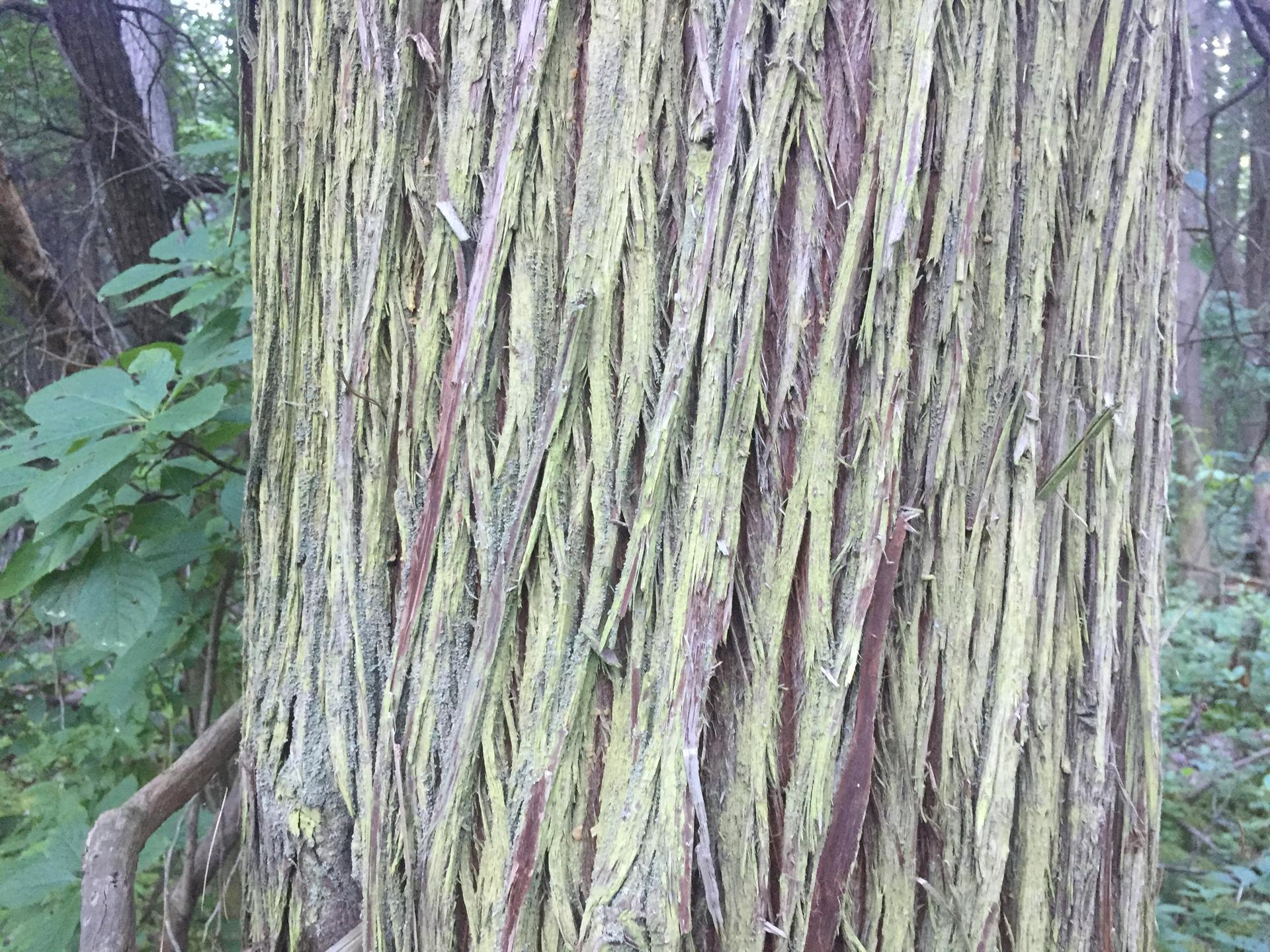 A tree trunk with fibrous, peeling bark in a natural, shaded setting.