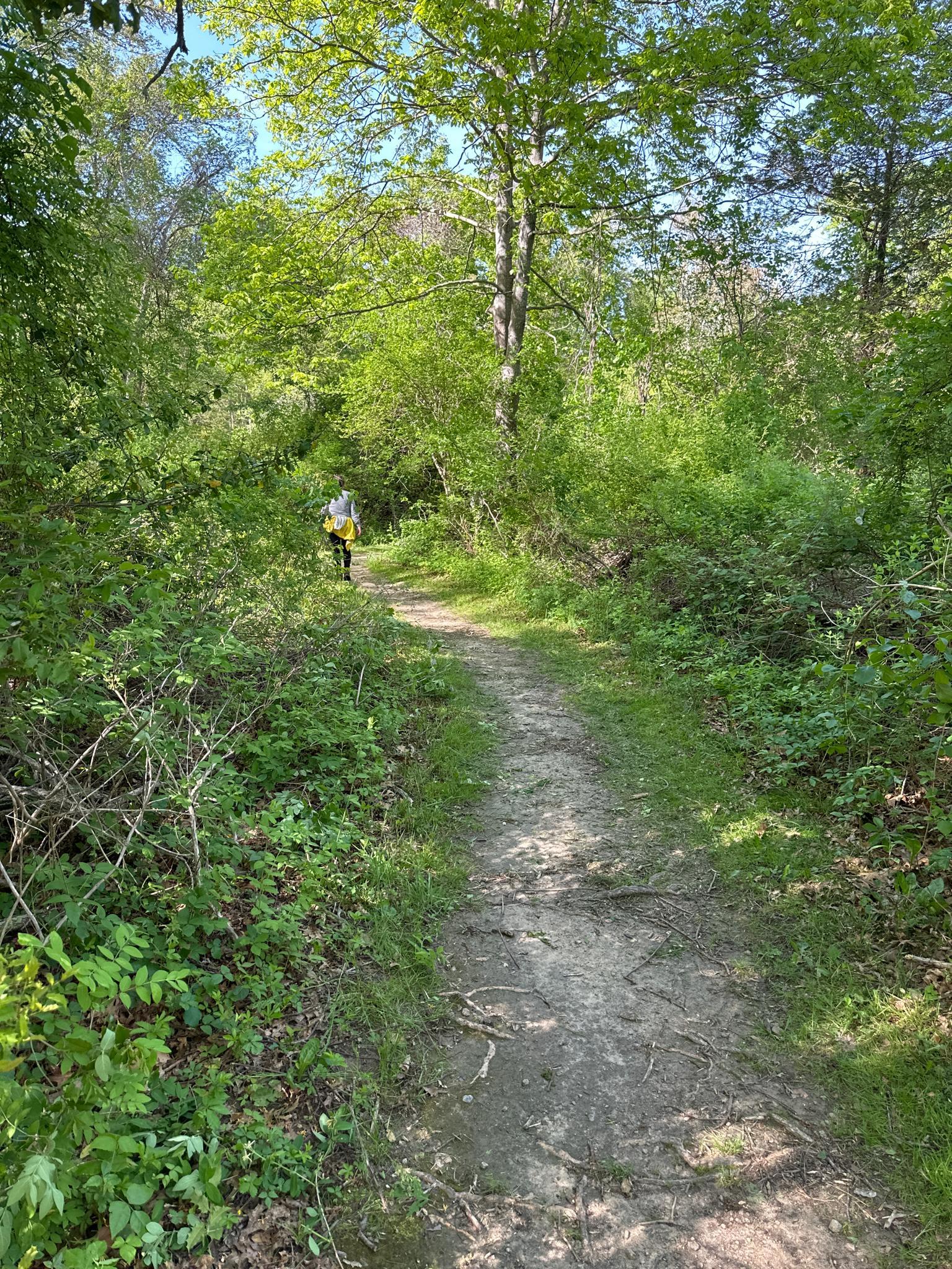 A person walks away on a sun-dappled dirt path through a dense green forest.
