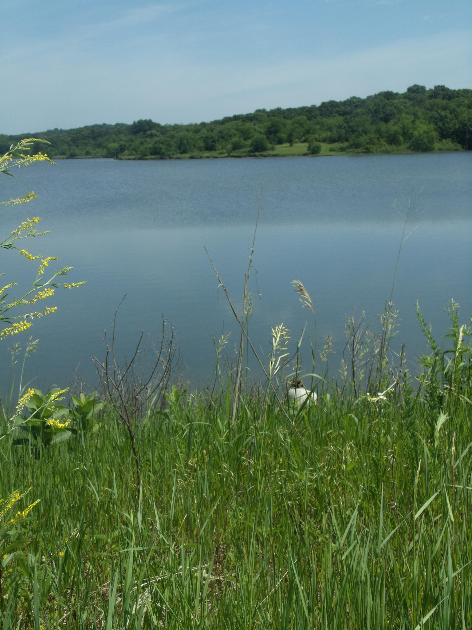 Tall green grass in foreground overlooking a calm lake and distant hills.
