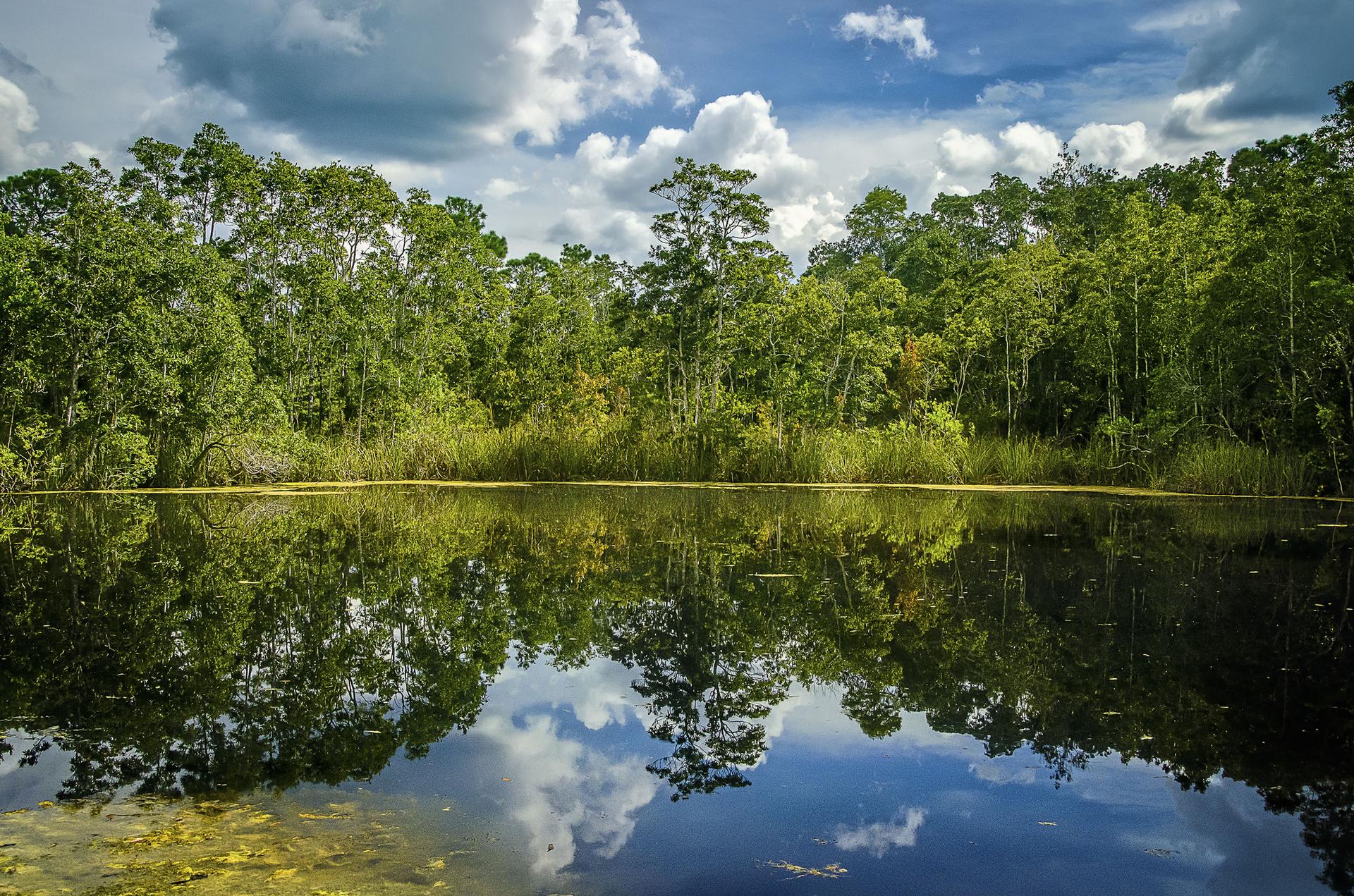 Lush green forest reflects in still water under a cloudy sky.