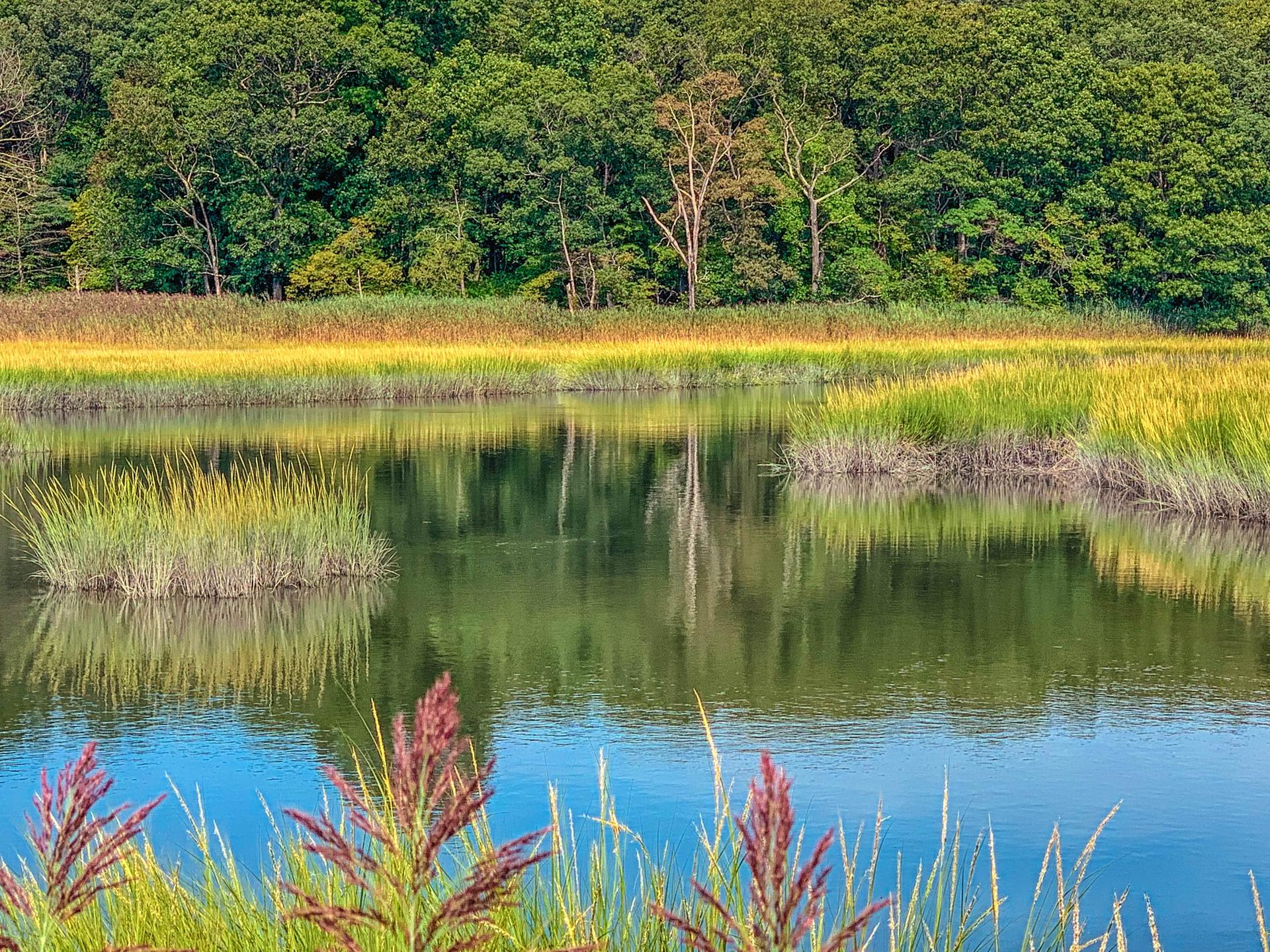 Vibrant marshland with calm water reflecting green trees under bright light.