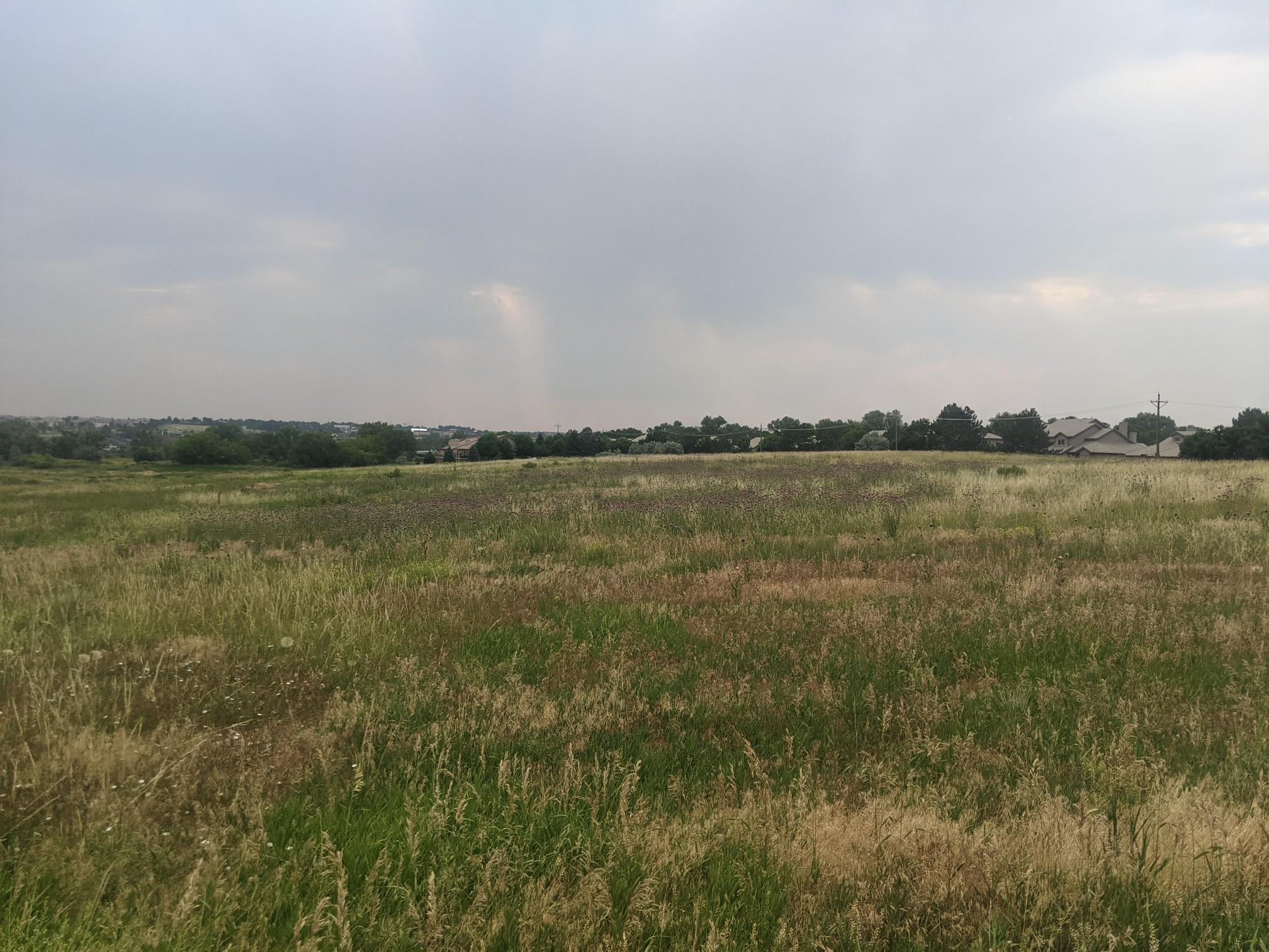 Expansive field of tall, green and brown grass under an overcast sky.