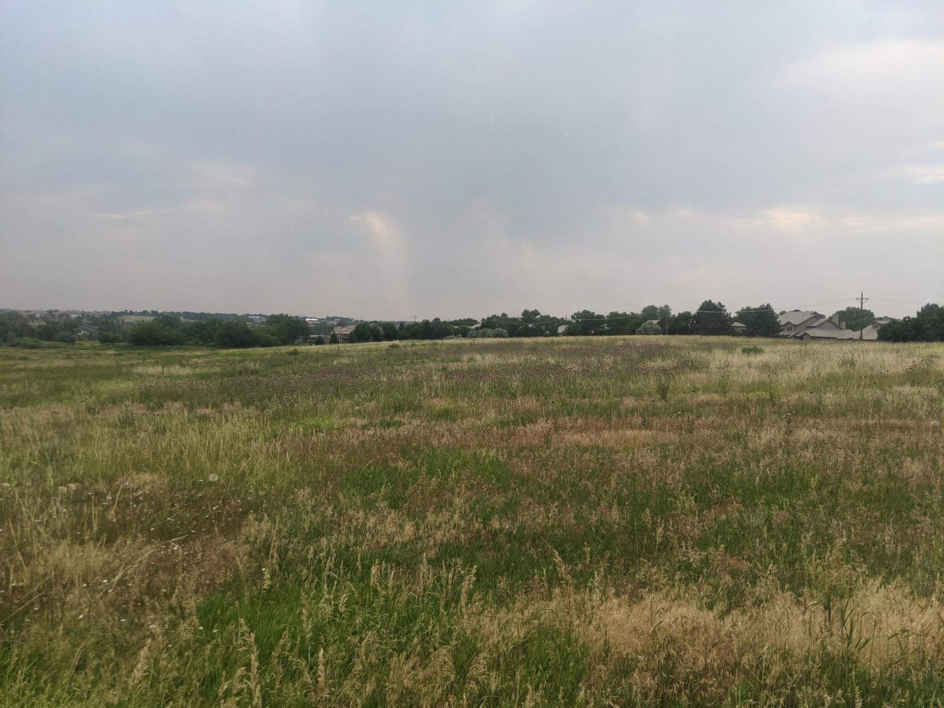 Expansive field of tall, green and brown grass under an overcast sky.