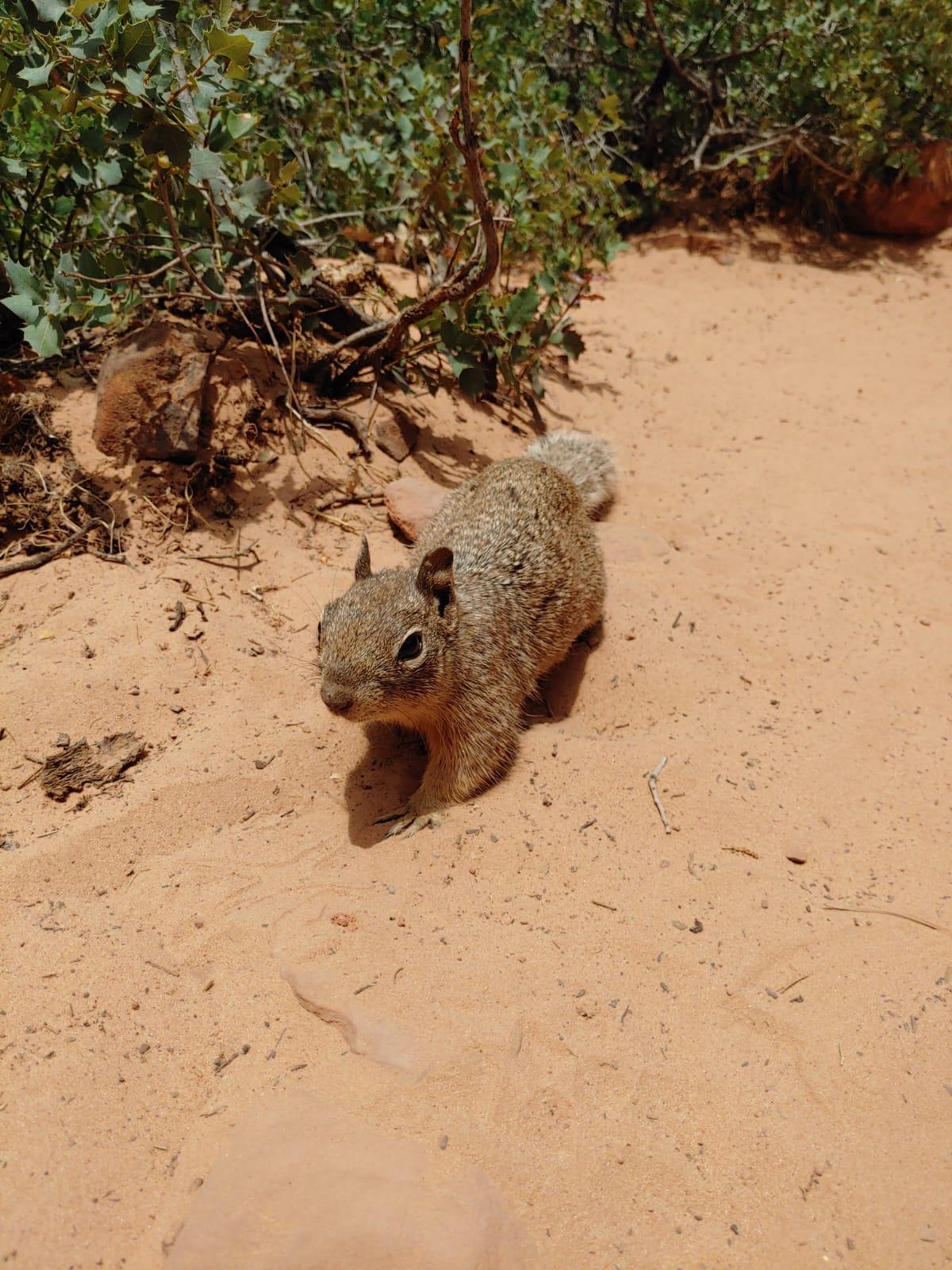 A small, furry squirrel stands on a sandy path in bright sunlight.