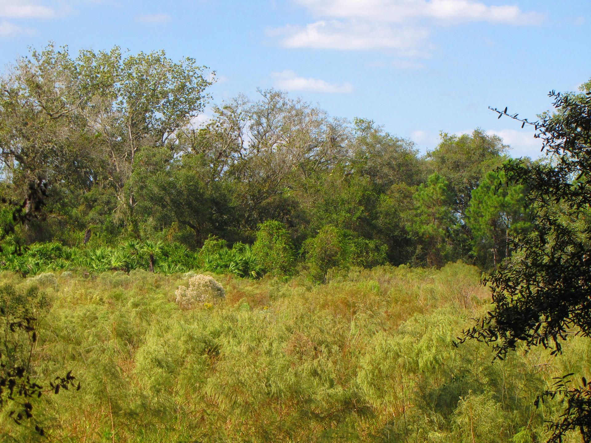 Bright daylight illuminates a field of tall green plants backed by a dense forest.