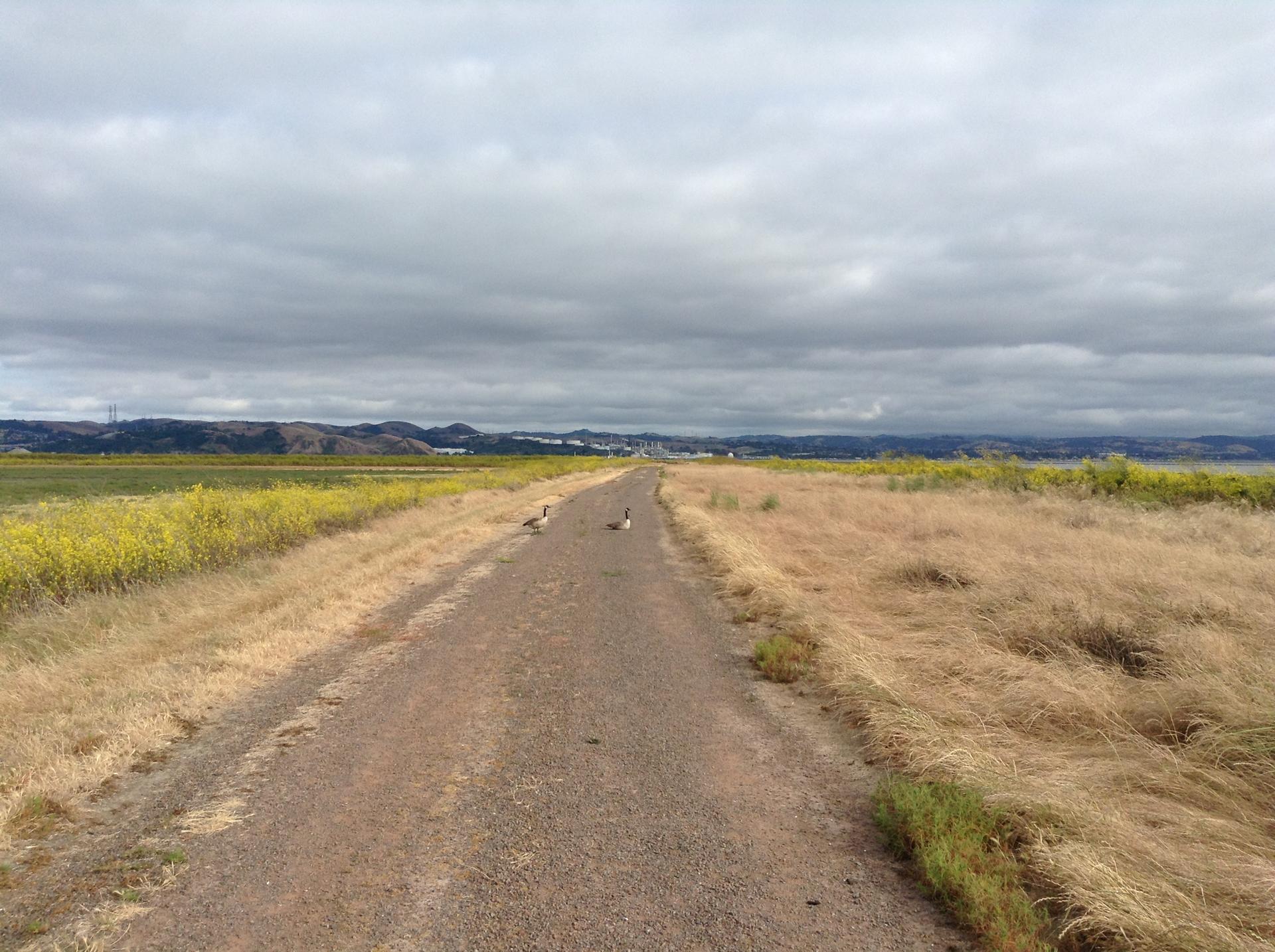 Two birds on a dirt path through grassy fields under an overcast sky.