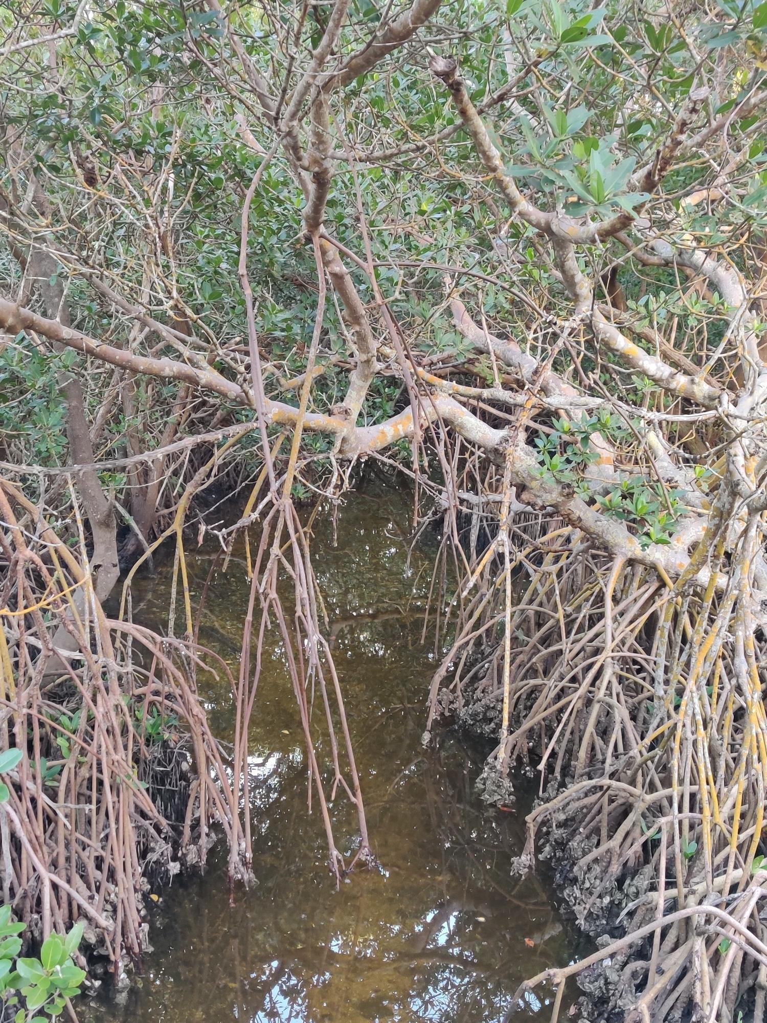 Close-up of tangled mangrove roots hanging into dark, still water.