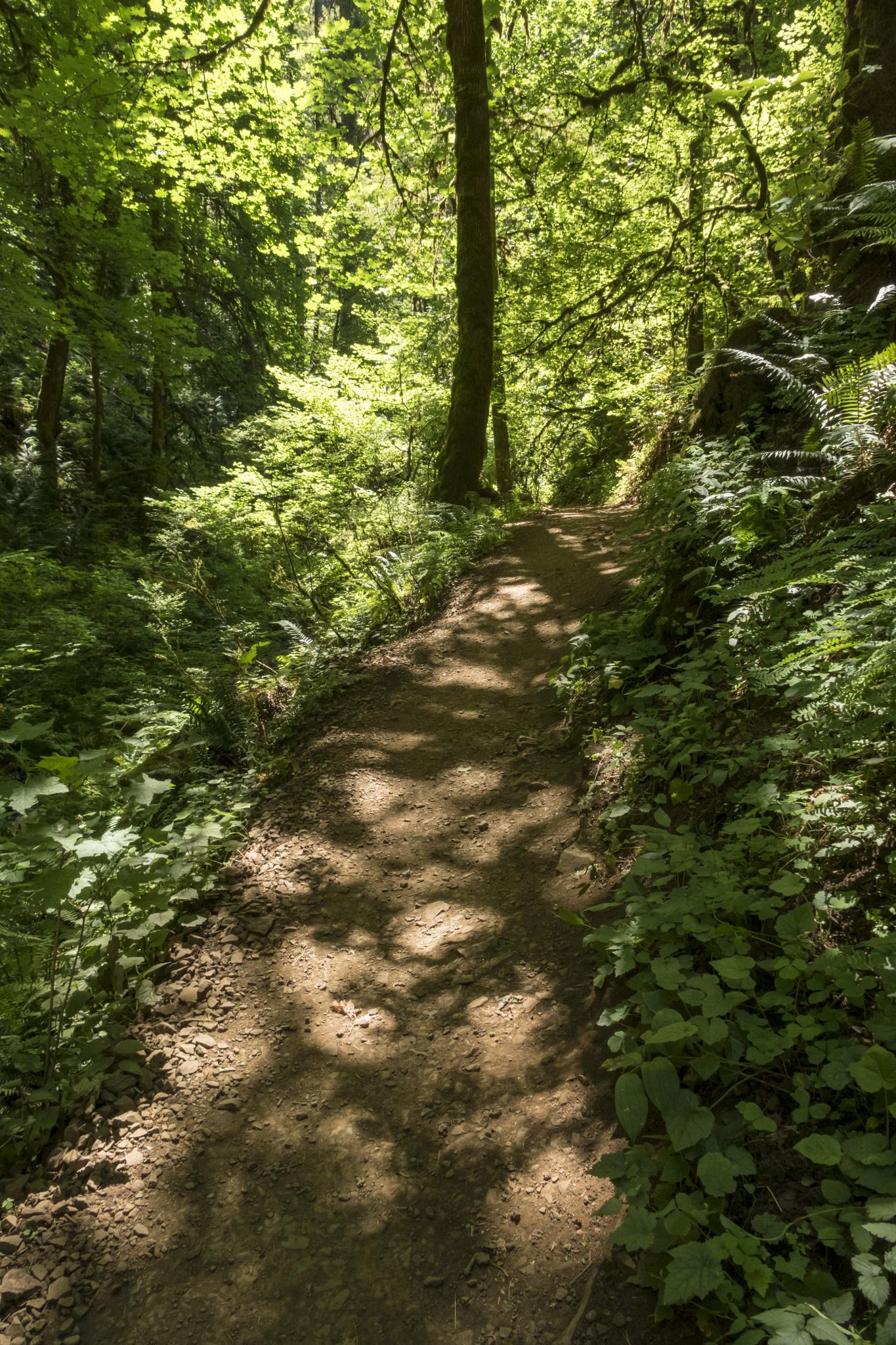 A sun-dappled dirt path winds through a lush green forest with tall trees.