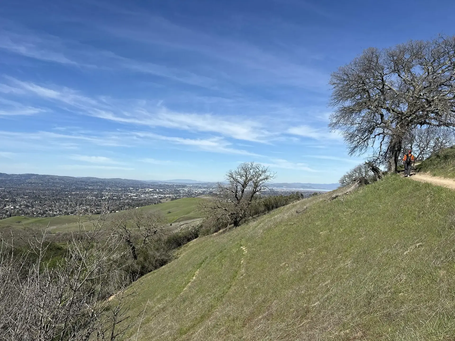 Sunny hillside overlooks a distant city, with bare trees and a clear blue sky.