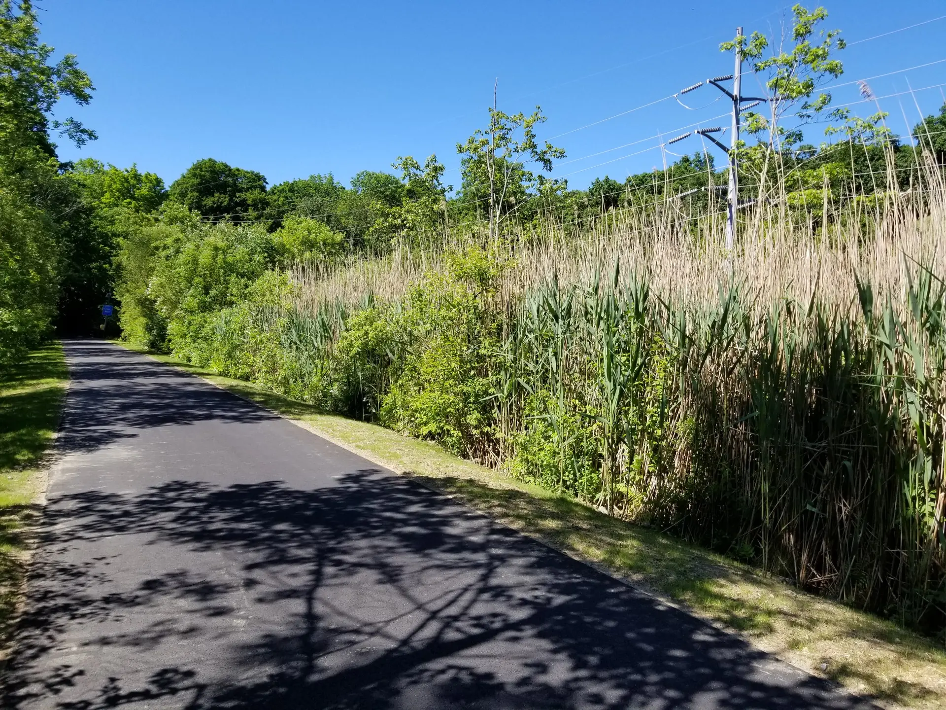 Paved path alongside tall reeds and green trees on a bright, sunny day.