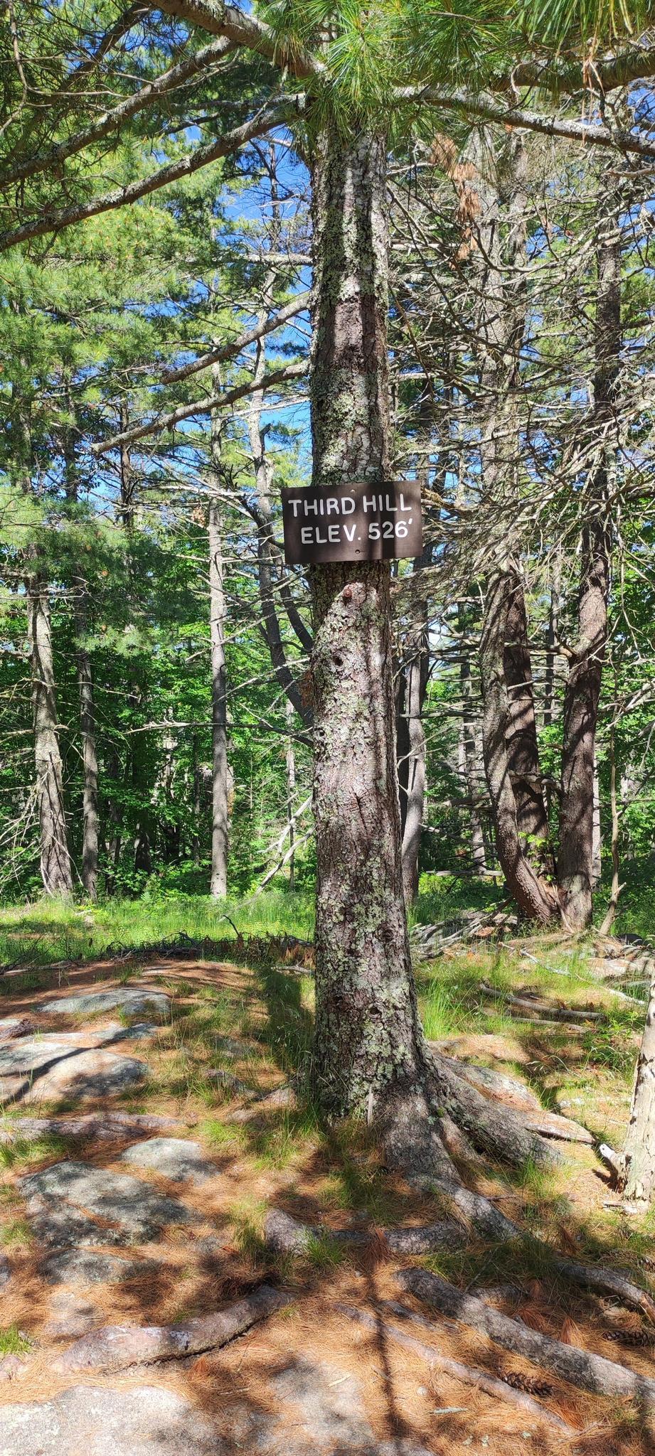 A wooden sign on a pine tree in a sunlit forest with rocky ground.