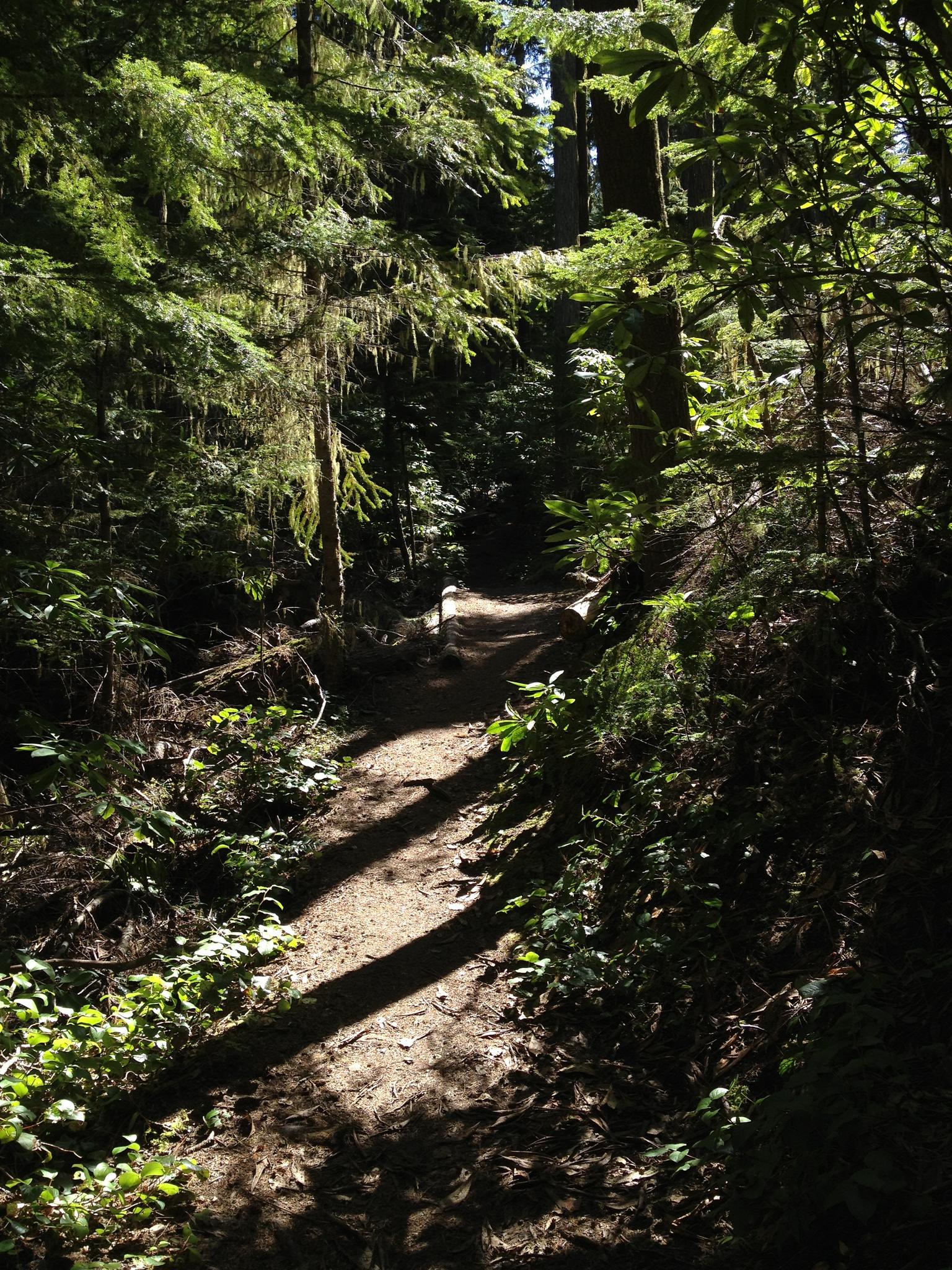 Sun-dappled forest path winding through dense green foliage.