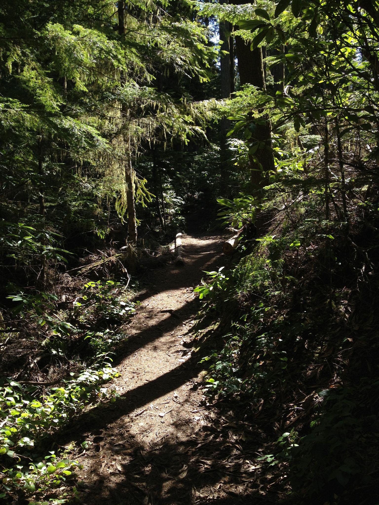 Sun-dappled forest path winding through dense green foliage. - Bon Jon Pass Road